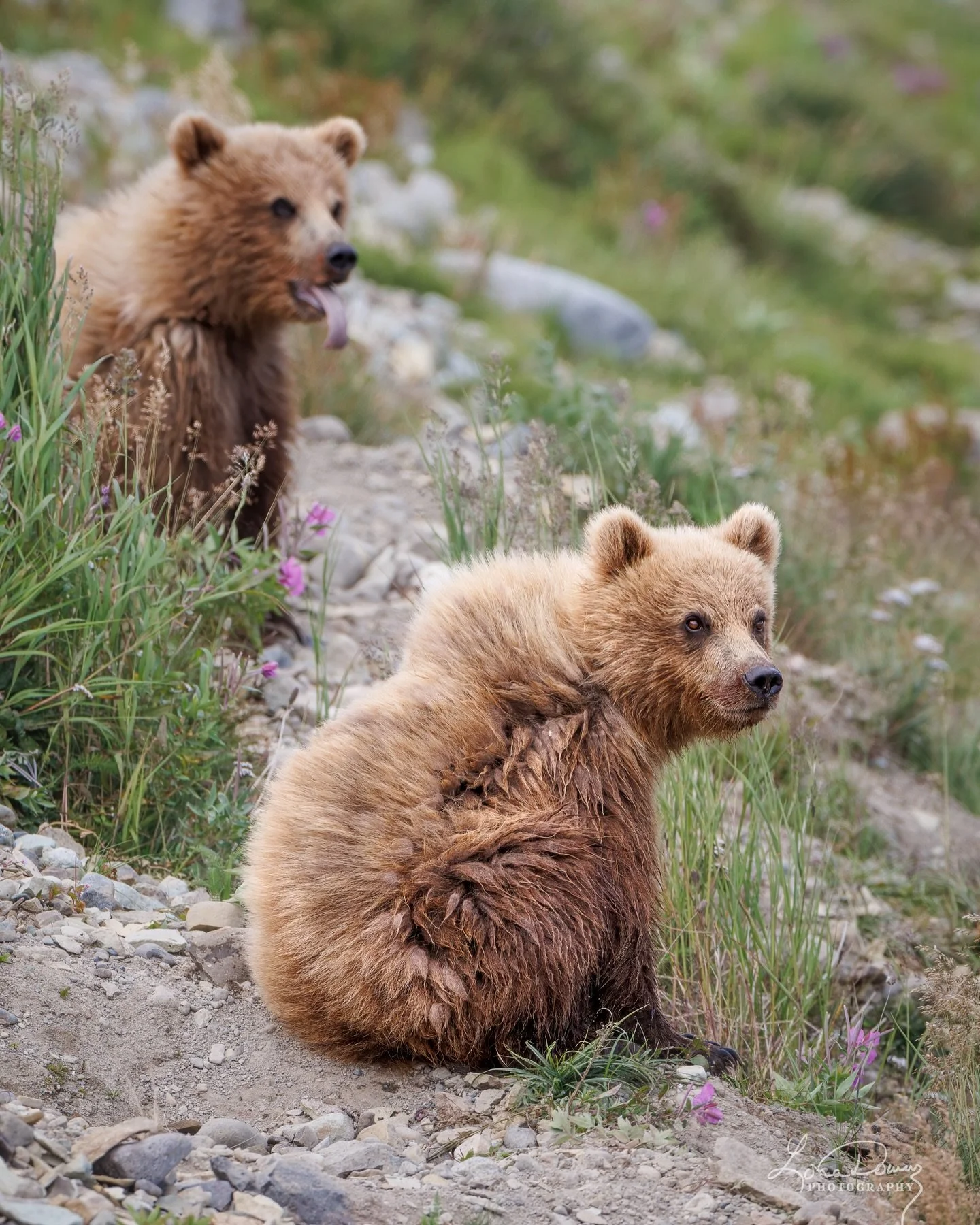 Bear cubs at rest-small, watchful, and already paying attention to everything that matters.
The learning starts here. 

#wildlifemoments #brownbears #bearcub #alaskaphotography #lonadownsphotography