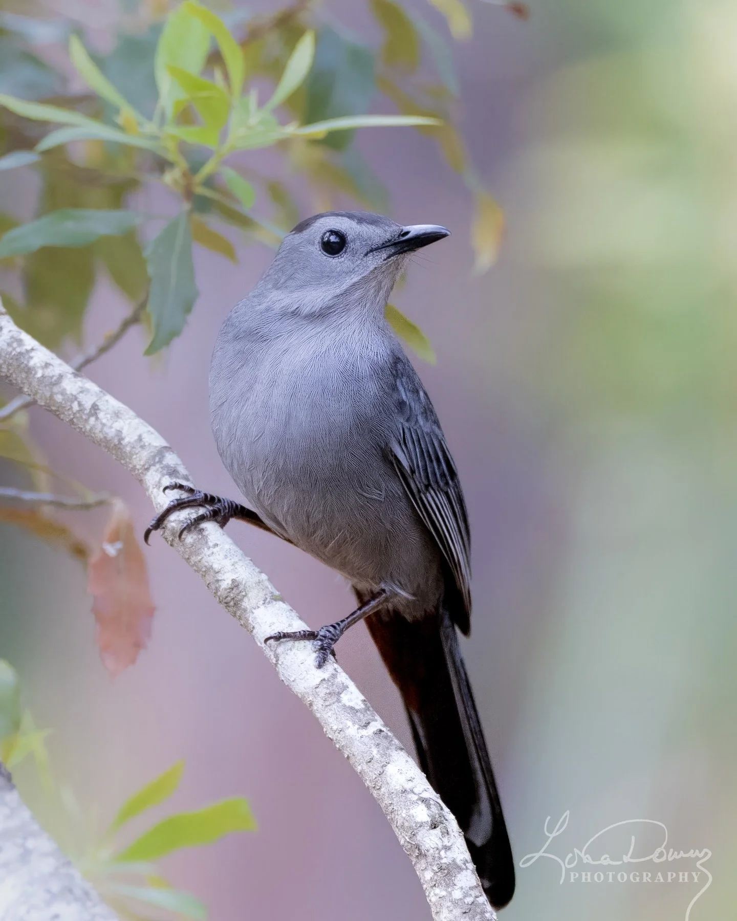 A gray catbird tucked among the leaves, simple and unbothered.

I love our backyard birds🩷

#birdwatch #graycatbird #yes_globe #birdsphotography #lonadownsphotography