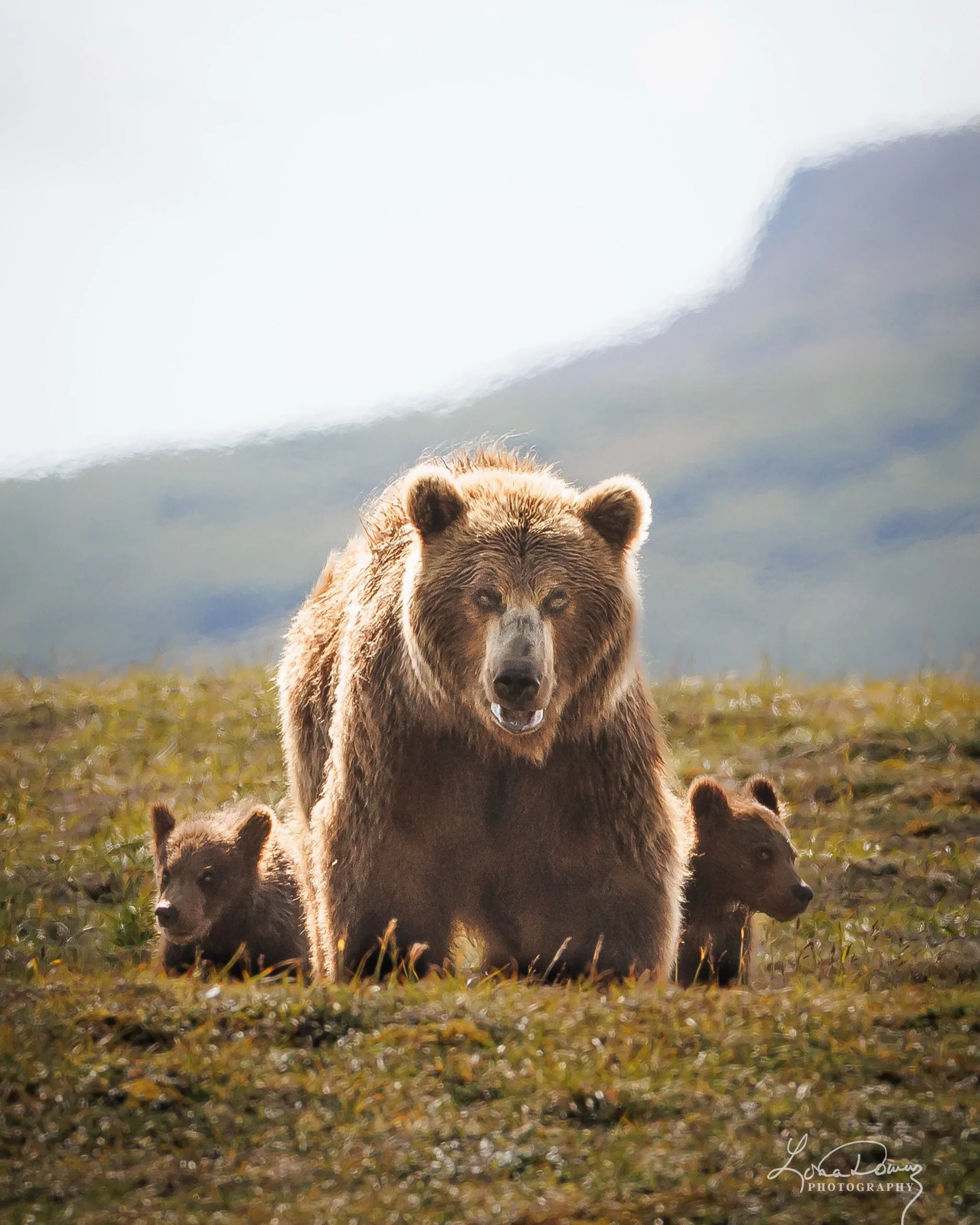 Tucked in their mother&rsquo;s shadow&mdash;but not for long.
Learning the rhythm of survival, one moment at a time.

#mommymoments #bearlife #wildnaturephotography #lonadownsphotography #brownbearsofalaska