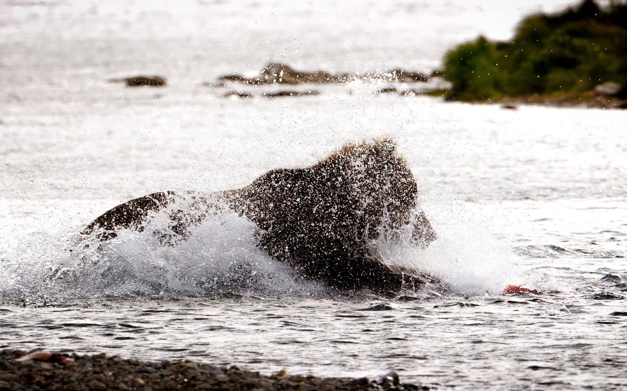 A brown bear crashes through the river in a burst of spray while hunting salmon in the Katmai backcountry.