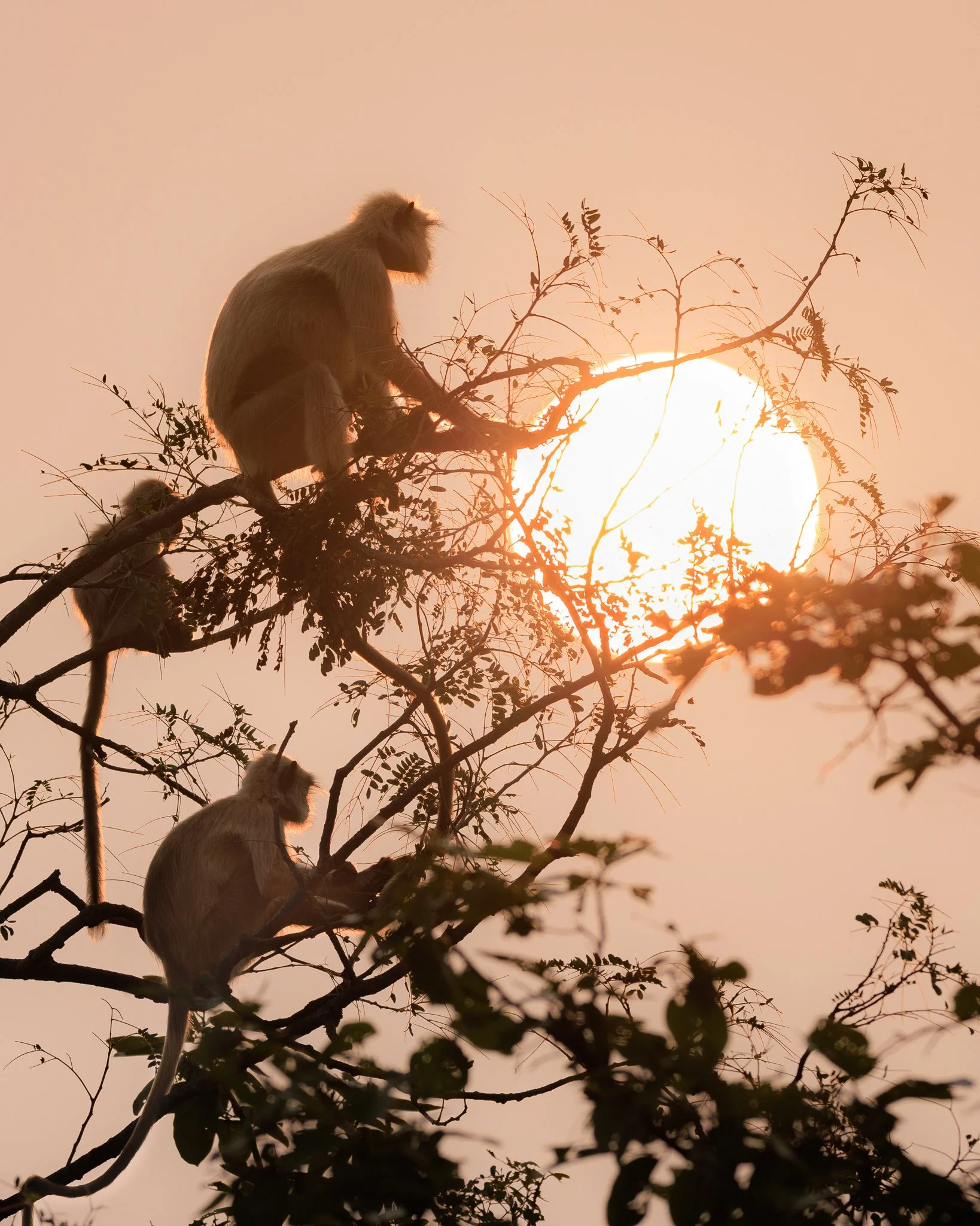 Monkeys warm in the early morning light.