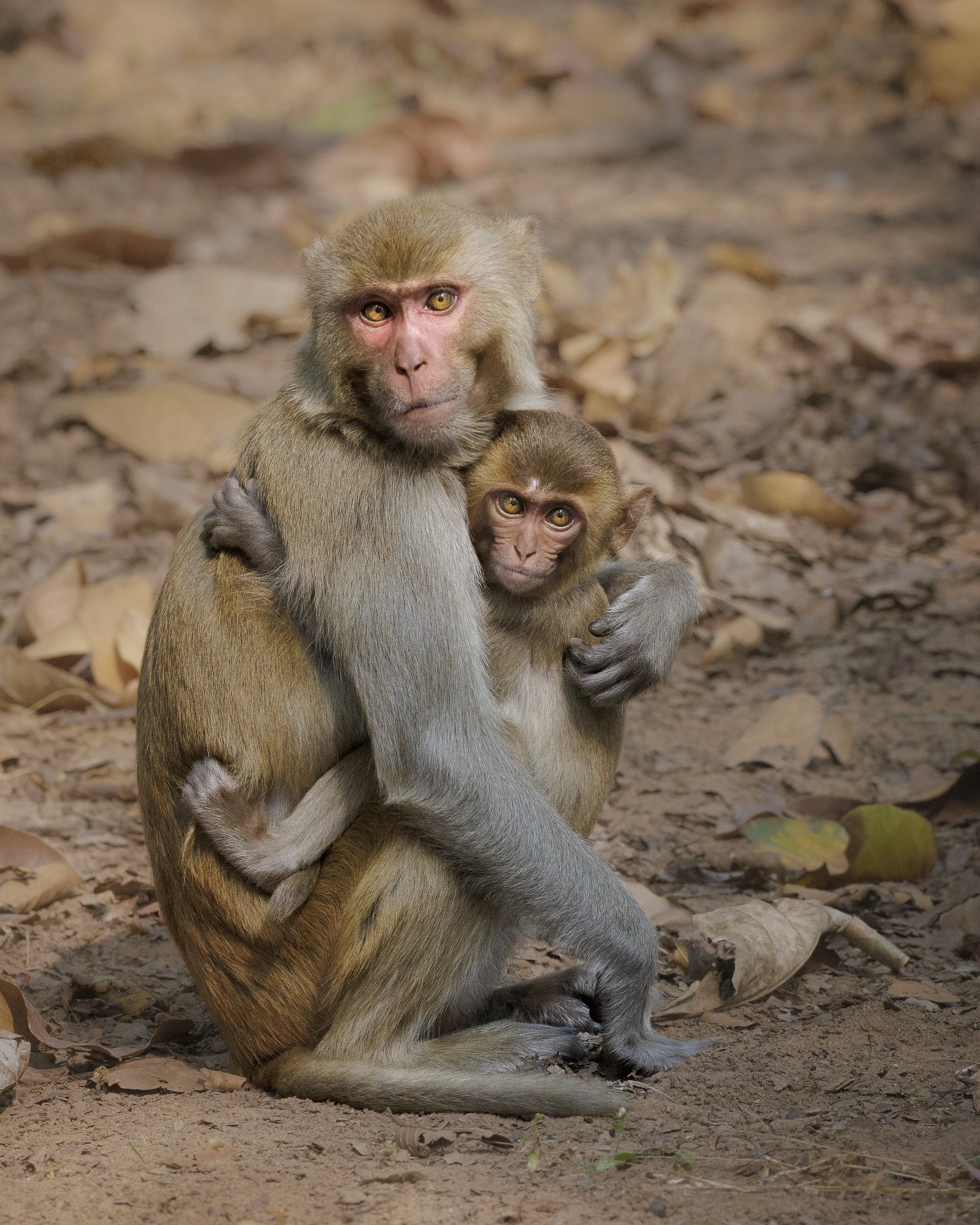 Rhesus macaque mother holding her baby close in forest in Central India