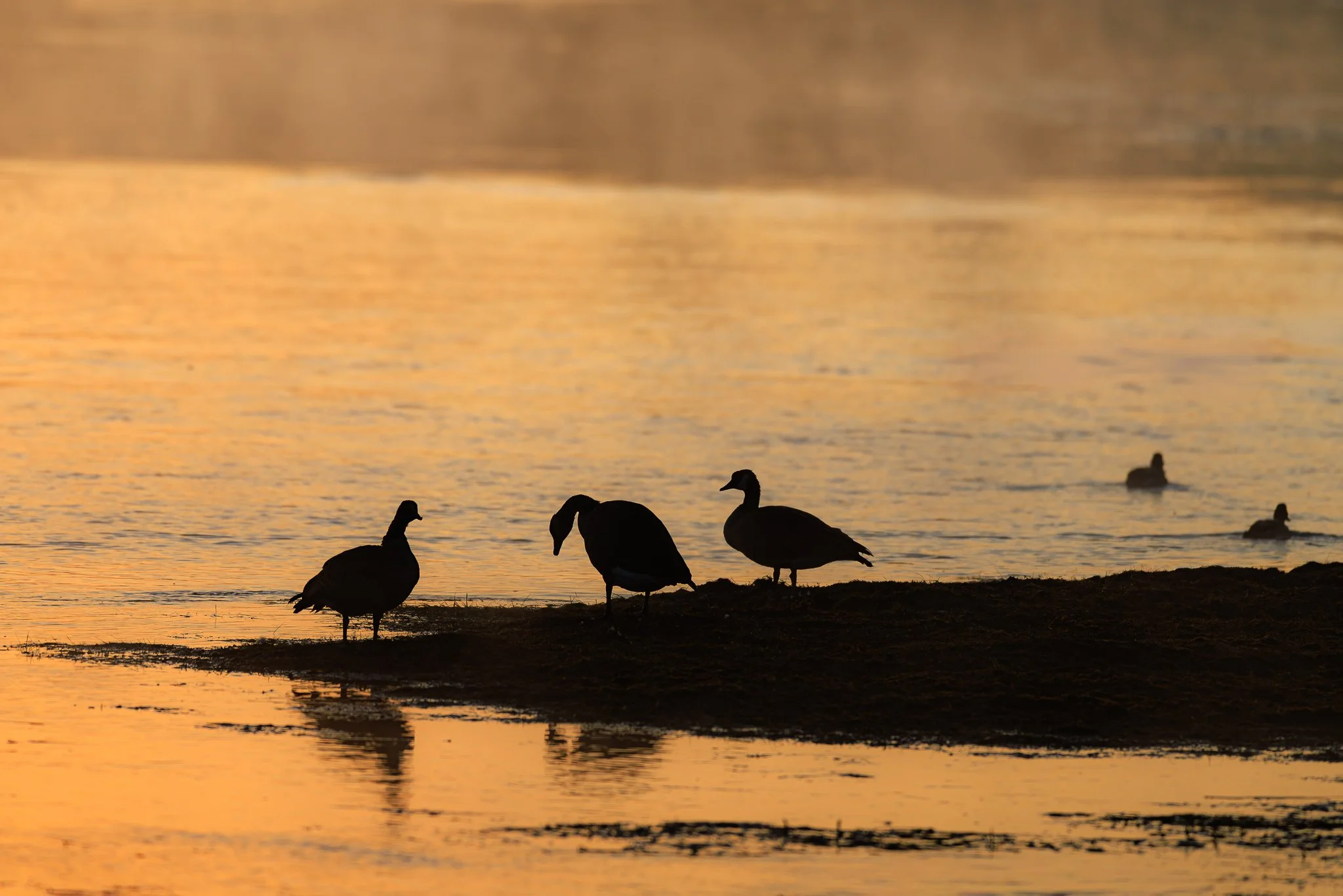 Three geese silhouetted on a gravel bar against golden morning water, with two ducks swimming behind, Hayden Valley, Yellowstone National Park.
