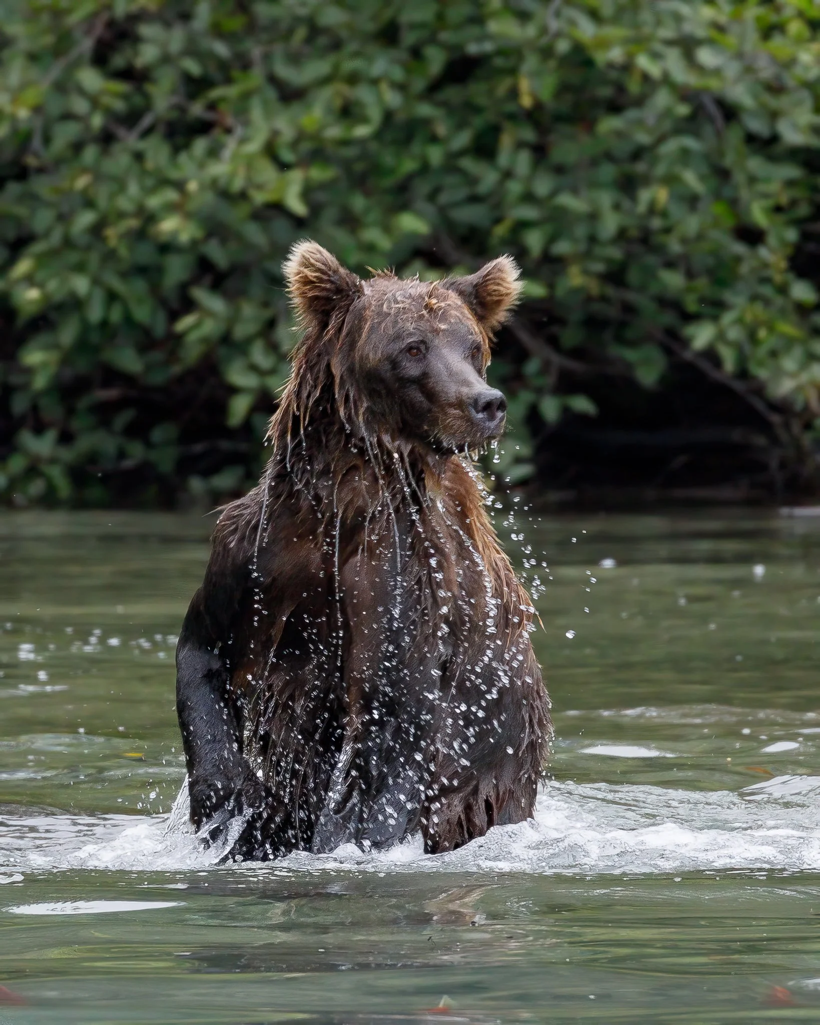 A bear rising from the water with wet fur, surrounded by greenery.