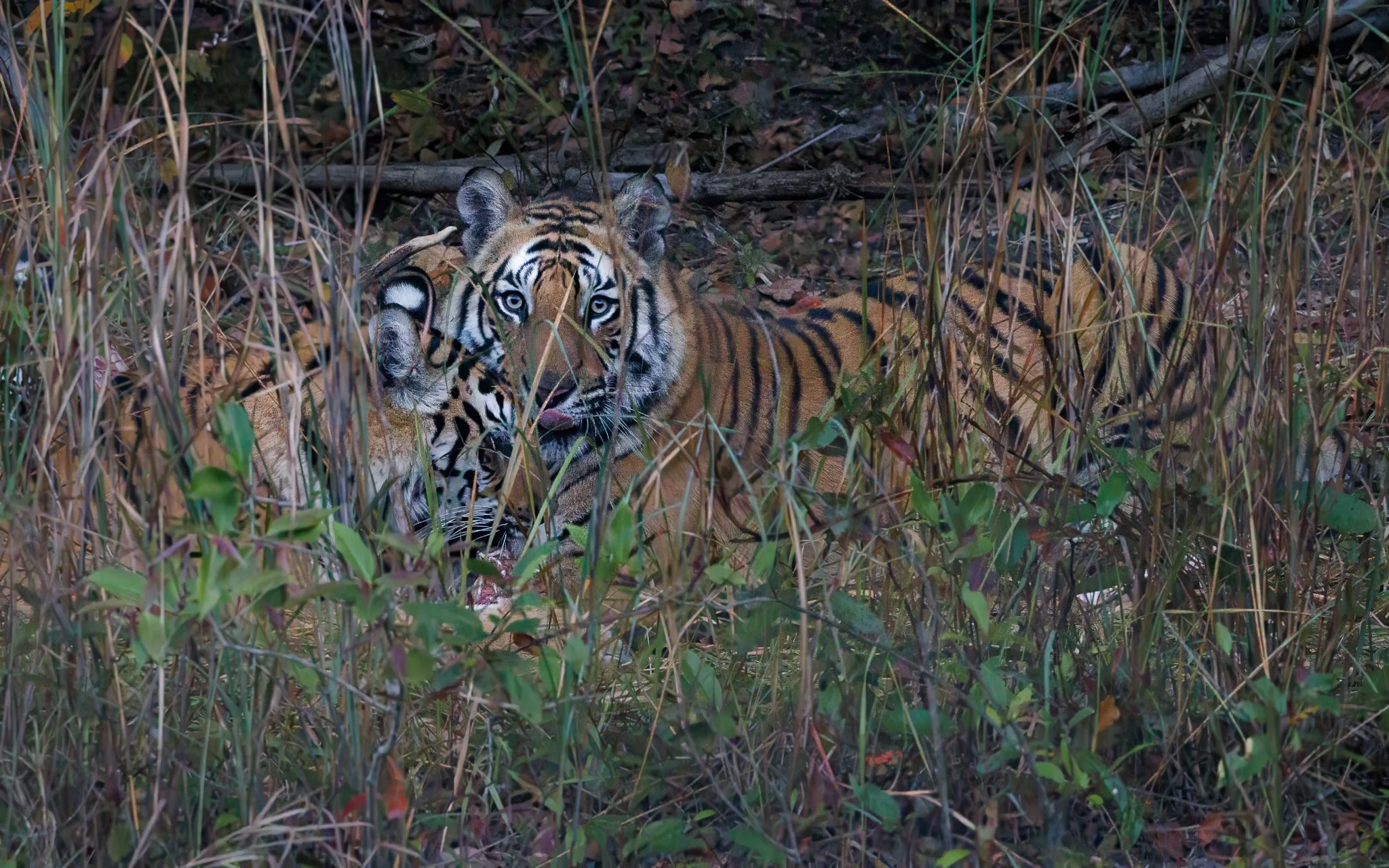 Two Bengal tigers feeding on a kill hidden in dense forest undergrowth in Bandhavgarh National Park, India