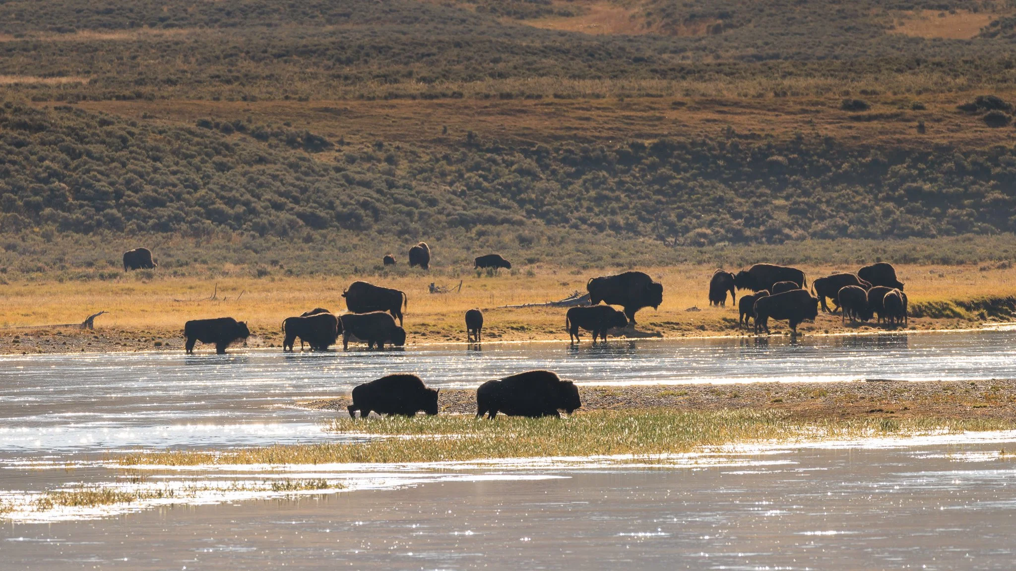 A backlit bison herd gathered along the edge of the Yellowstone River, with two bison grazing on a grassy bar in sparkling water, Hayden Valley.