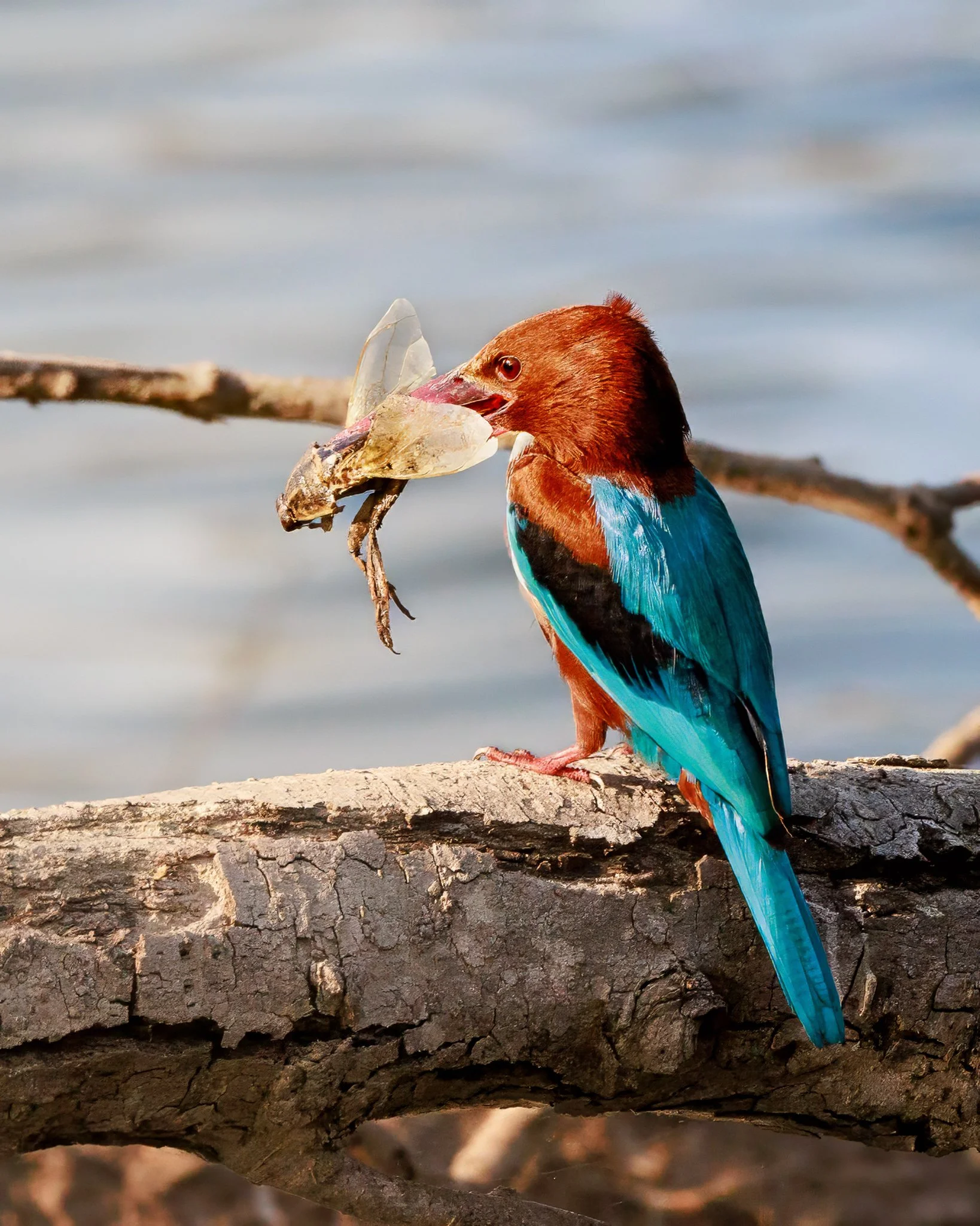 Kingfisher holding a large insect in its beak in early morning light in India