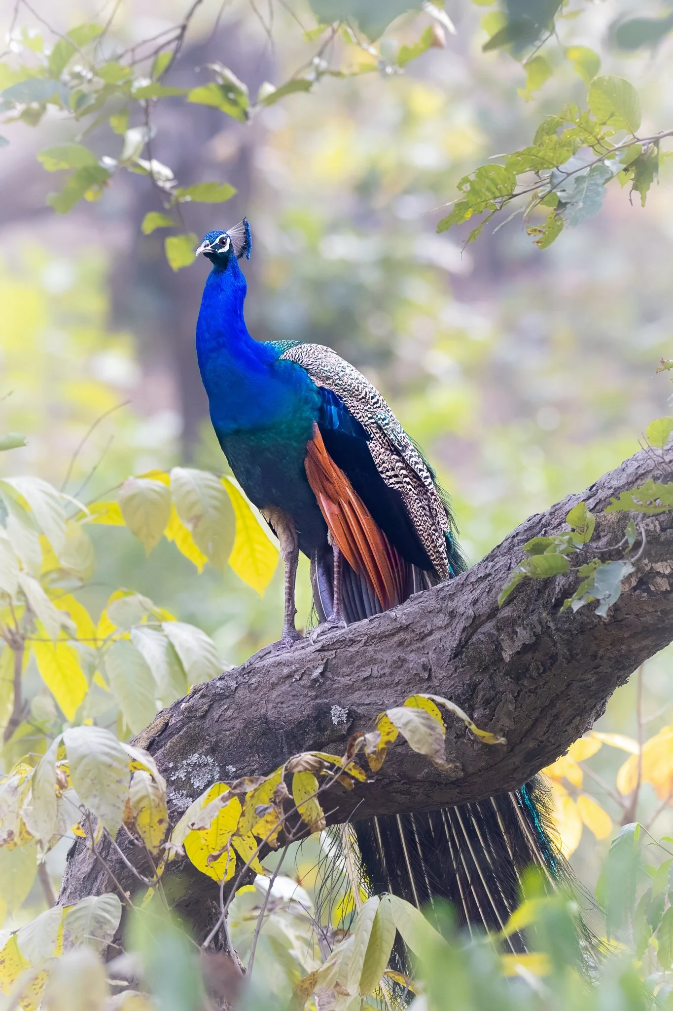 Indian peacock perched in soft forest light in Central India