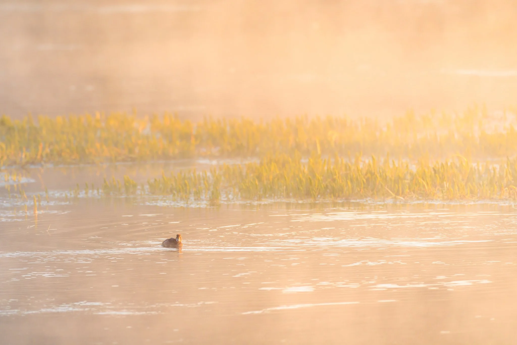 A duck swimming through glowing golden mist past marsh grasses on the Yellowstone River in Hayden Valley.
