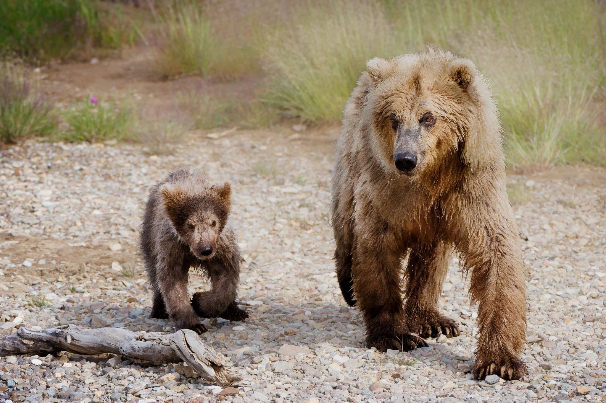 A mother brown bear walks across a rocky riverbank with her young cub beside her in the Katmai backcountry.