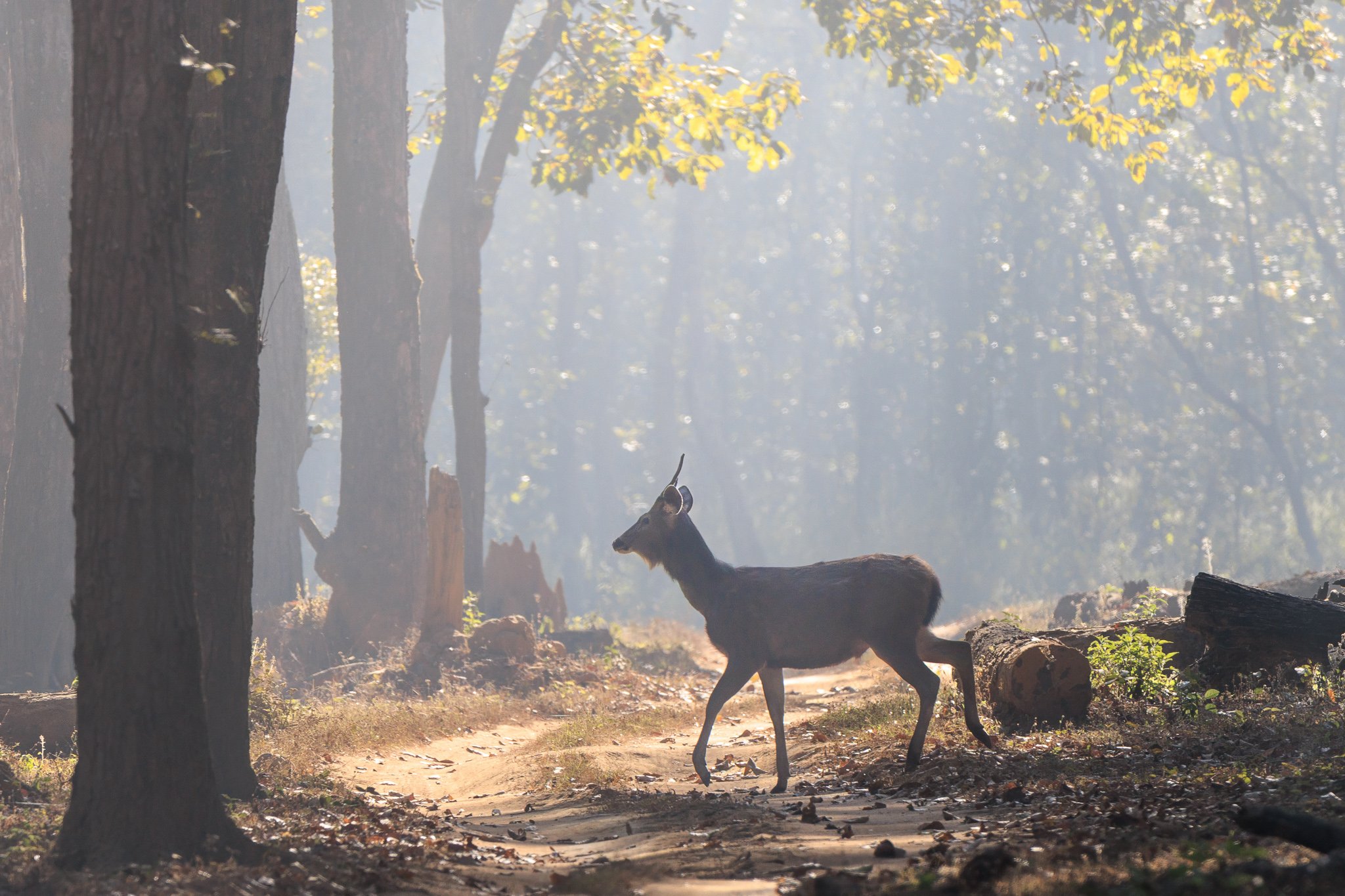 Spotted deer standing on a forest path with sunlight streaming through trees in Central India