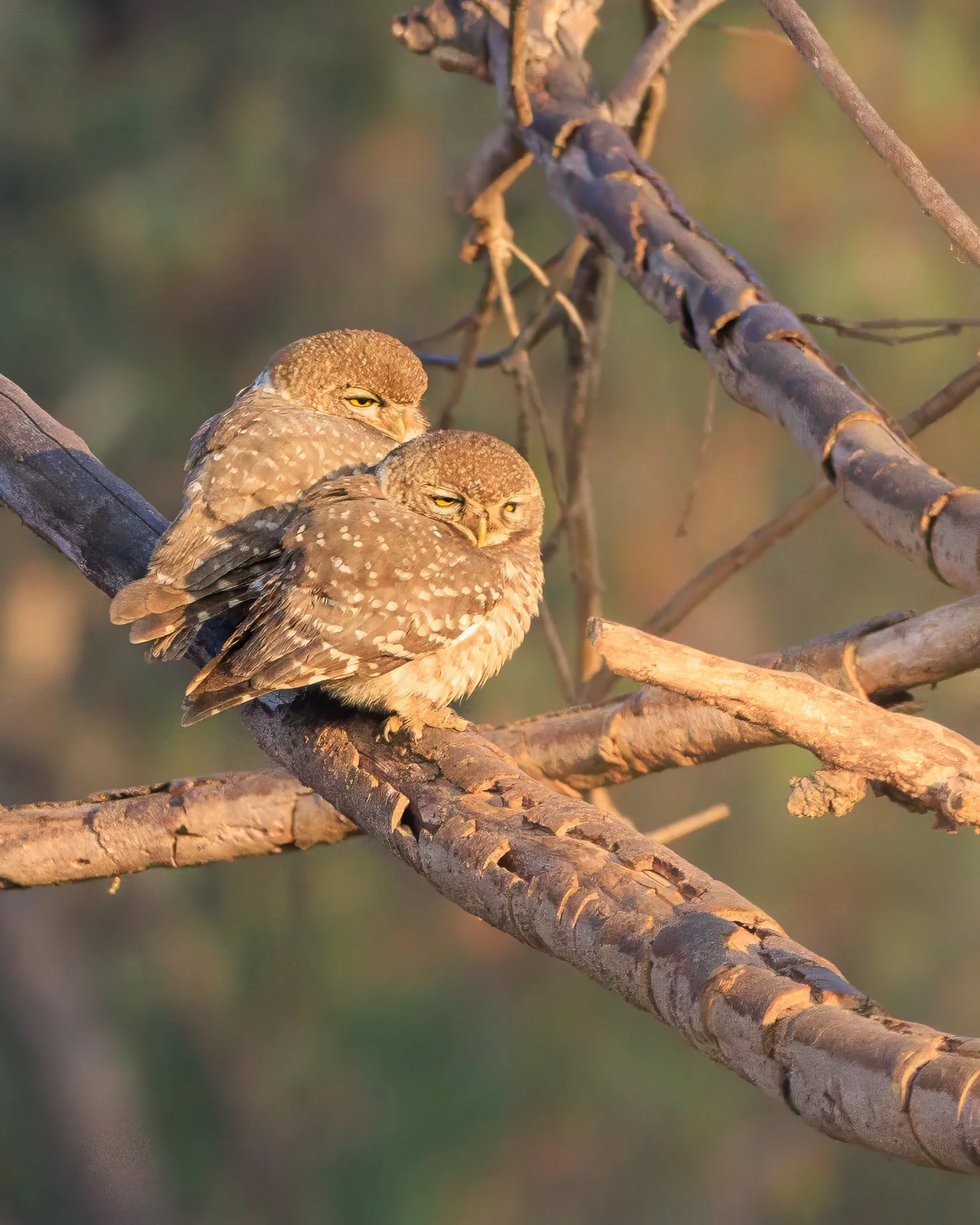 Pair of spotted owlets perched together in warm early morning light in India