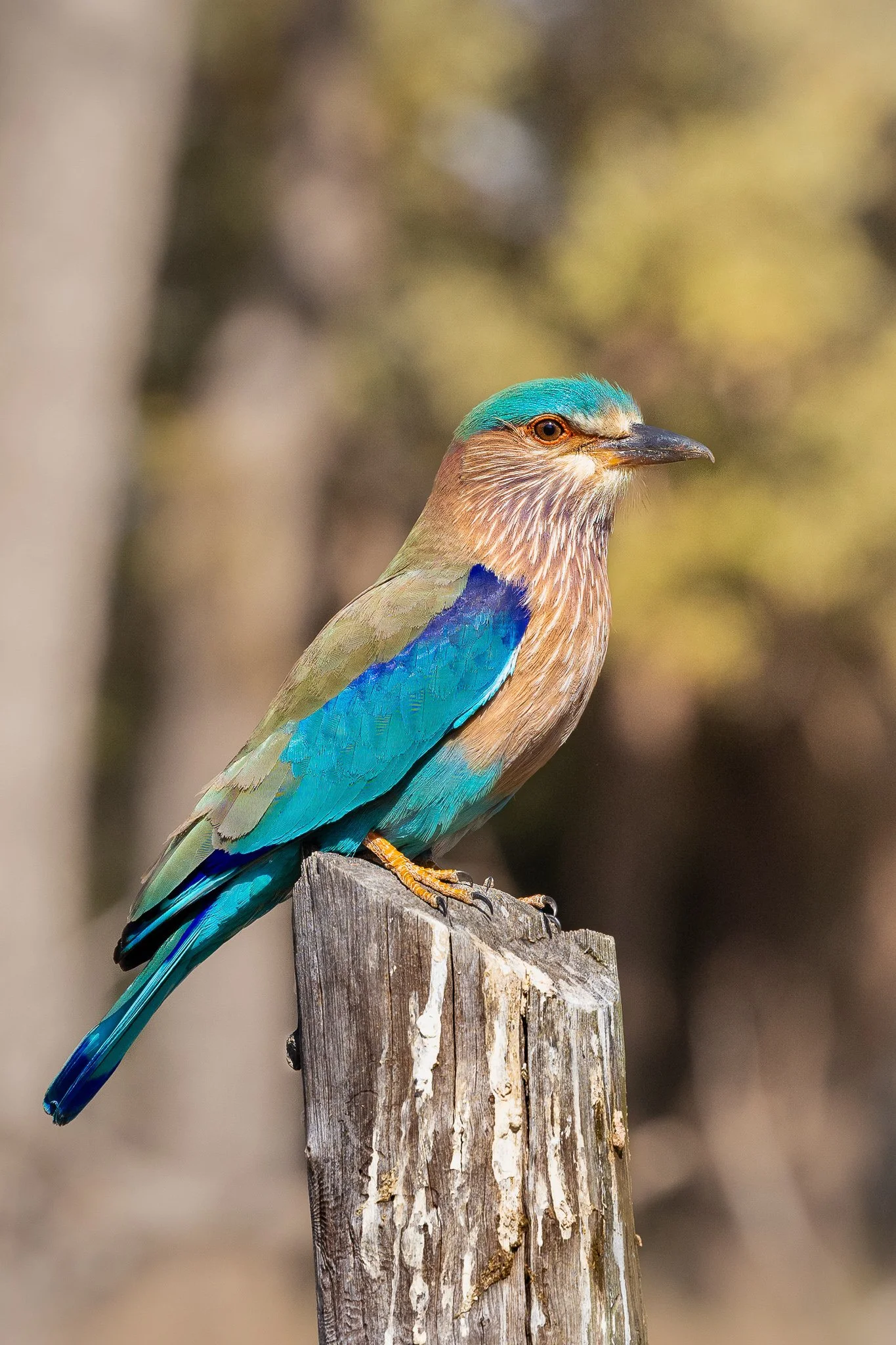 Indian roller perched in soft morning light in Central India
