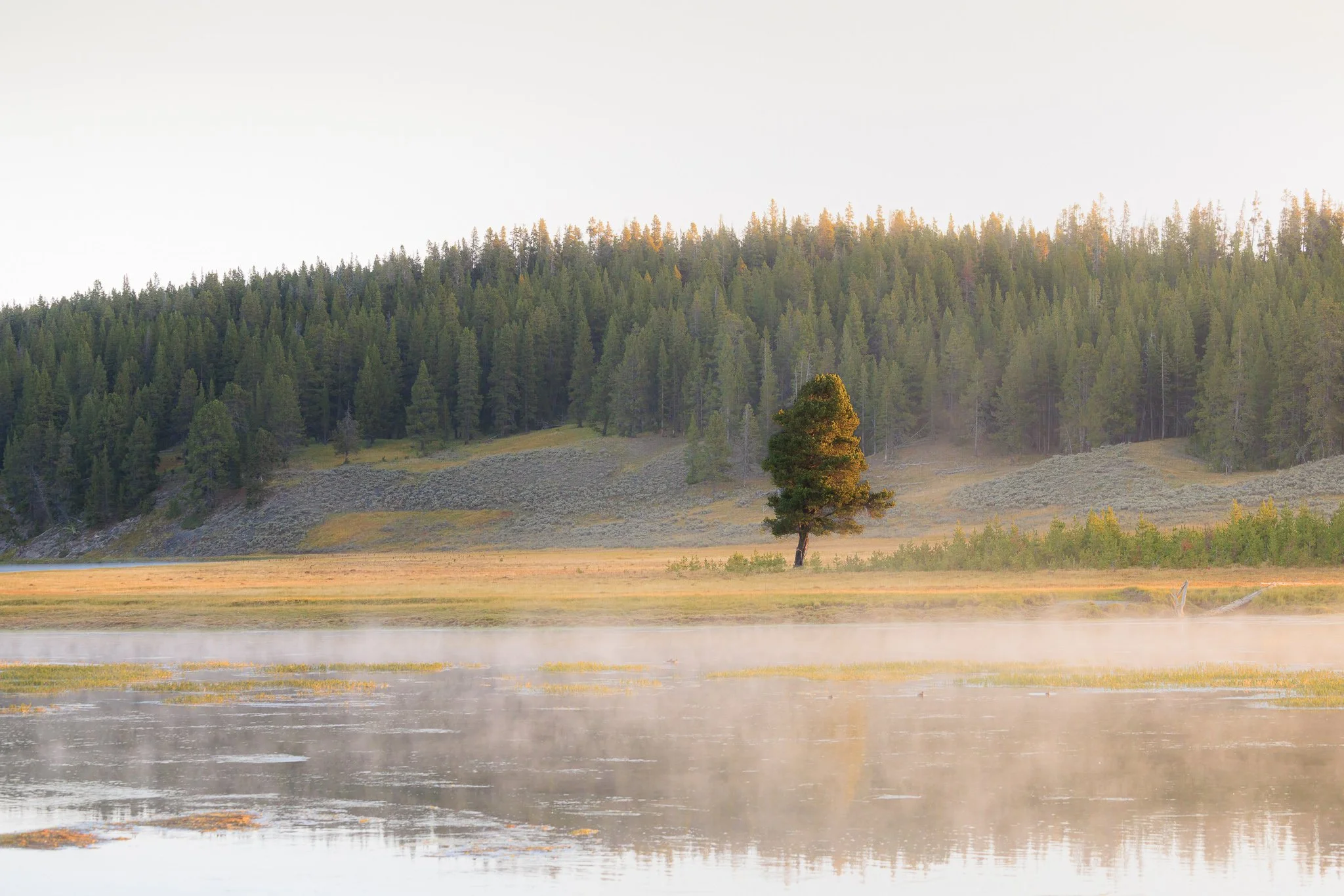 A lone pine tree lit by early morning sun in a golden meadow, with mist rising off the river in the foreground and a forested hill behind, Hayden Valley, Yellowstone National Park.
