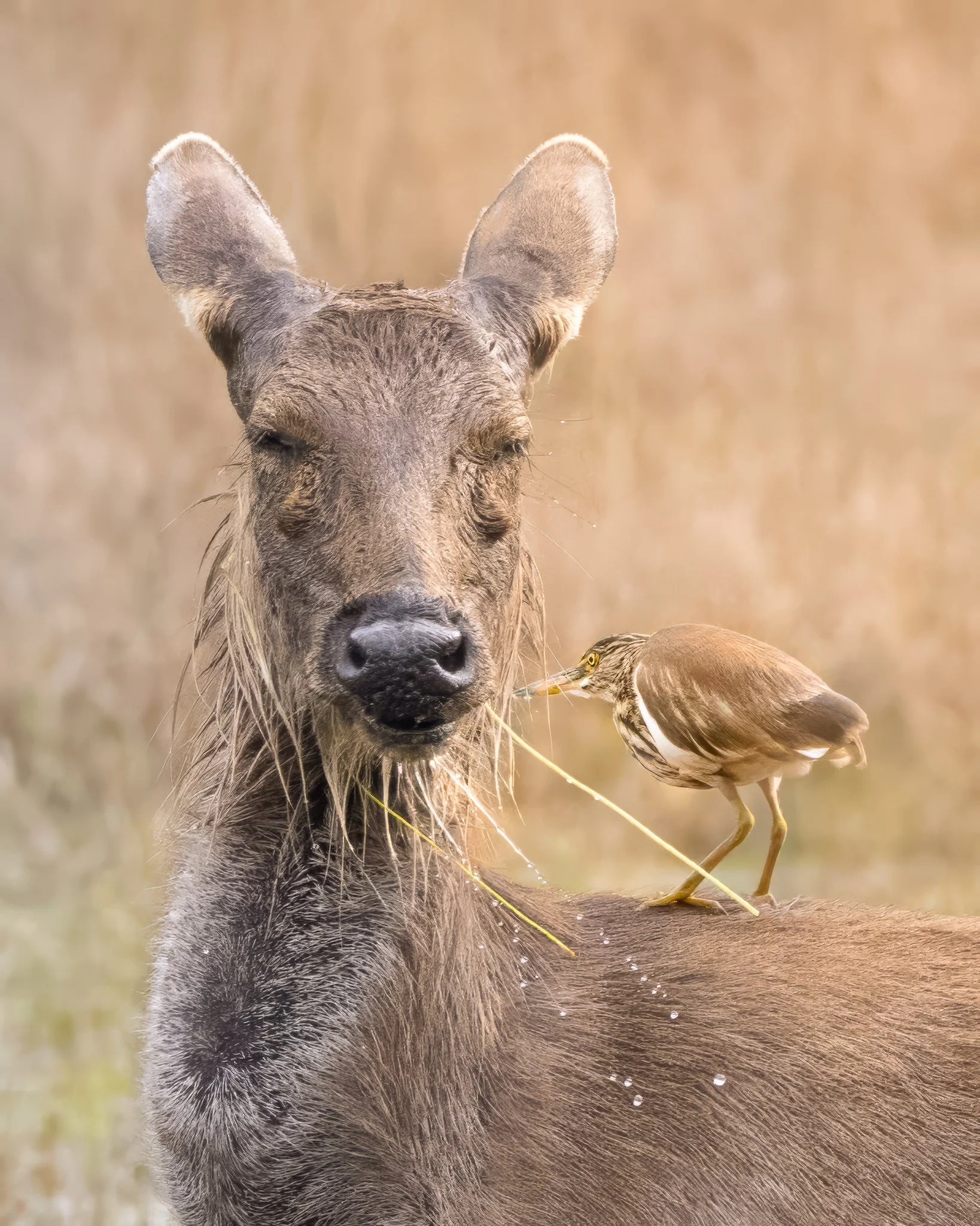 Spotted deer with eyes closed and a small bird perched on its back in early morning light, India