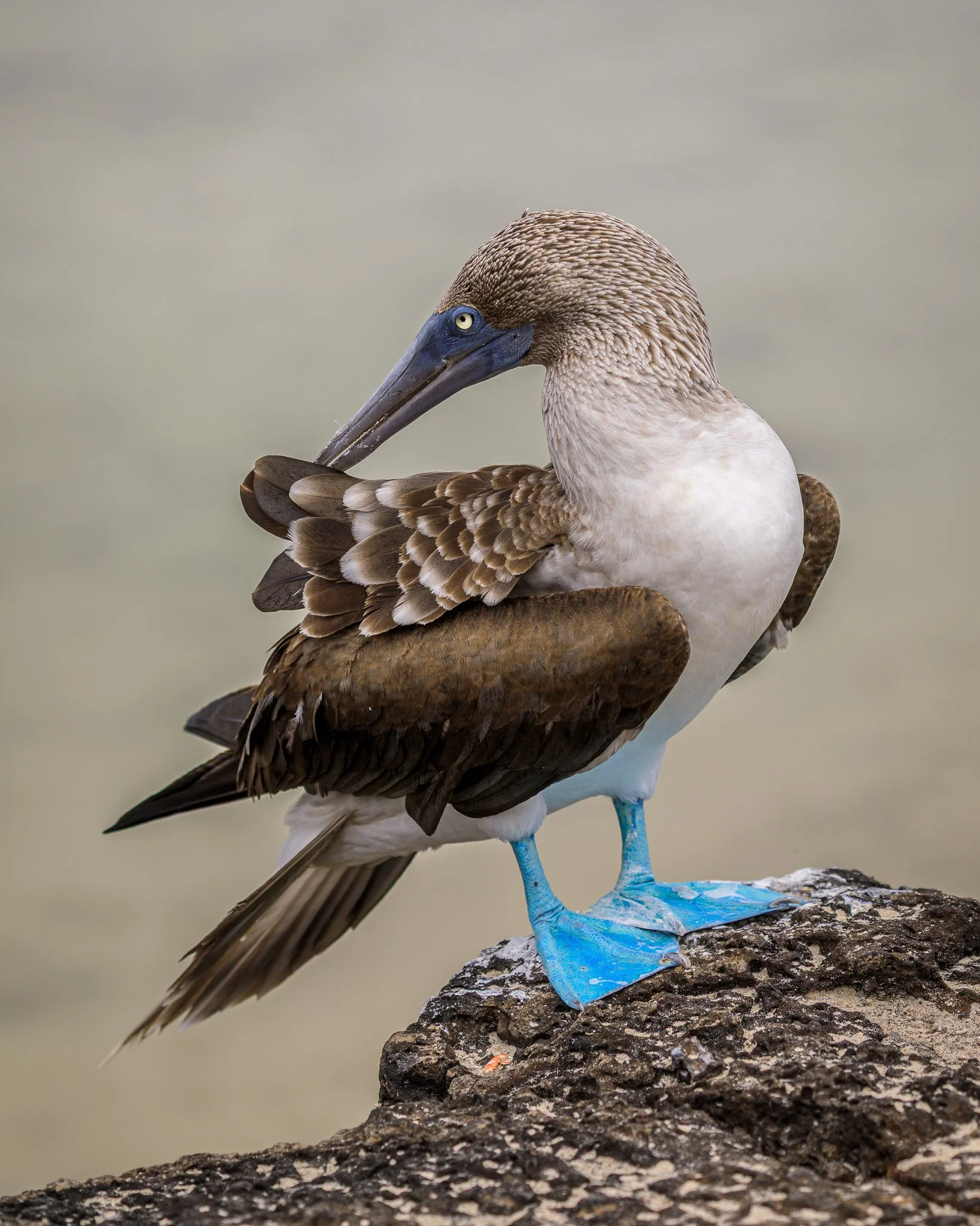 A blue footed booby bird preening its feathers on a large rock.