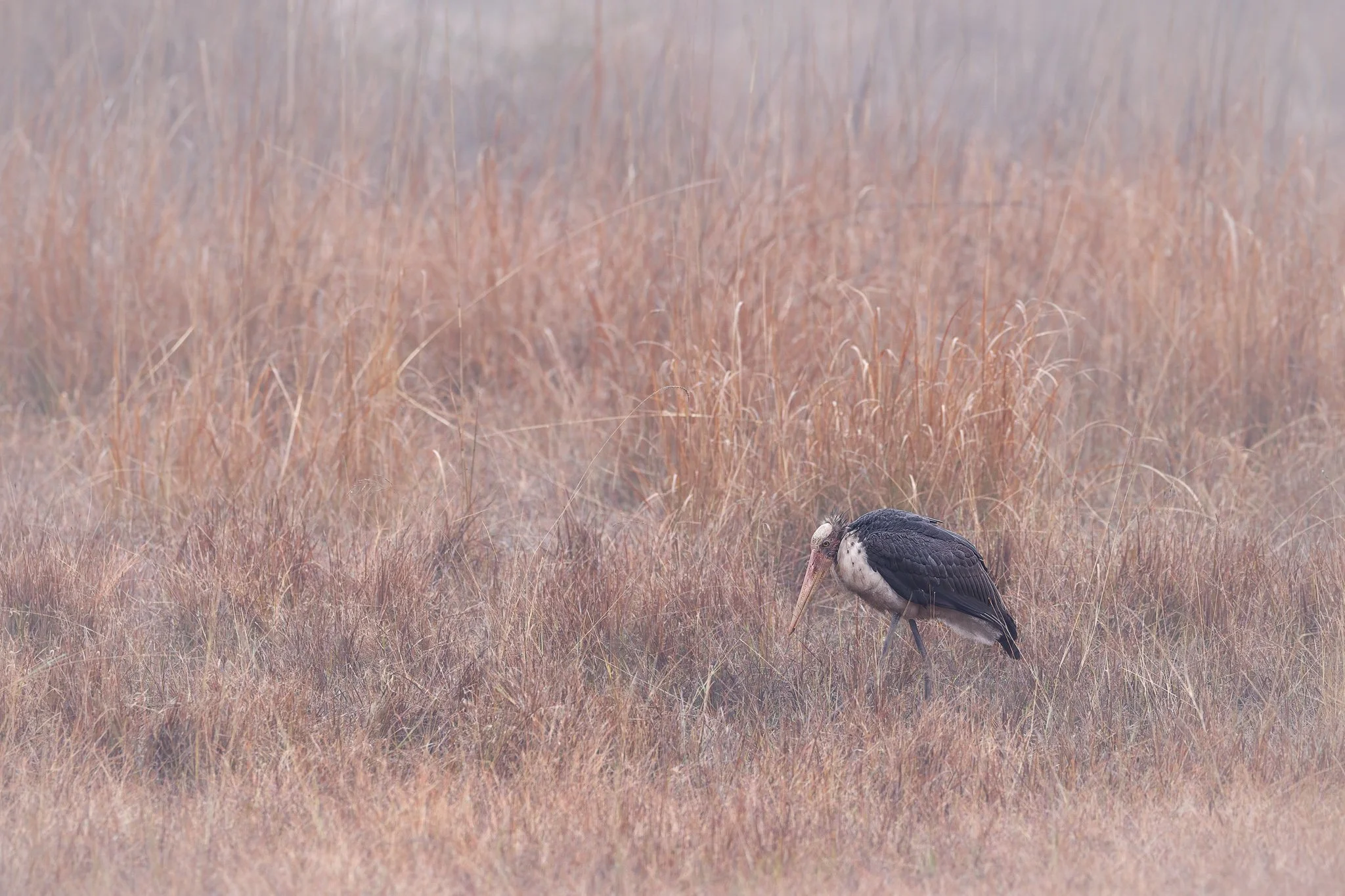 Marabou stork walking through morning haze in Bandhavgarh National Park, India