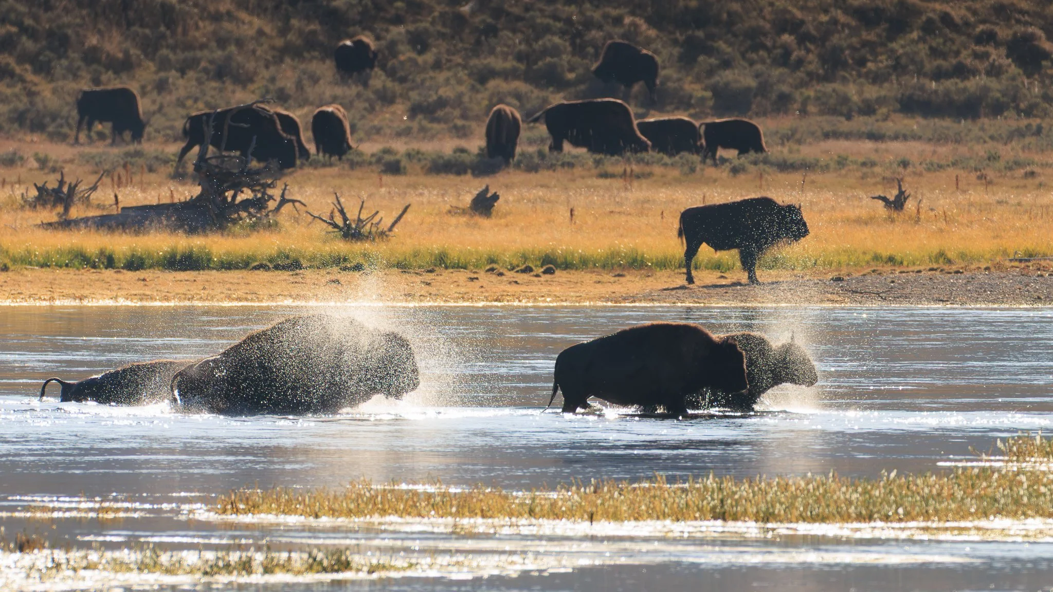 Bison splashing through the Yellowstone River, throwing backlit spray into the morning sun as the herd grazes on the bank behind, Hayden Valley.