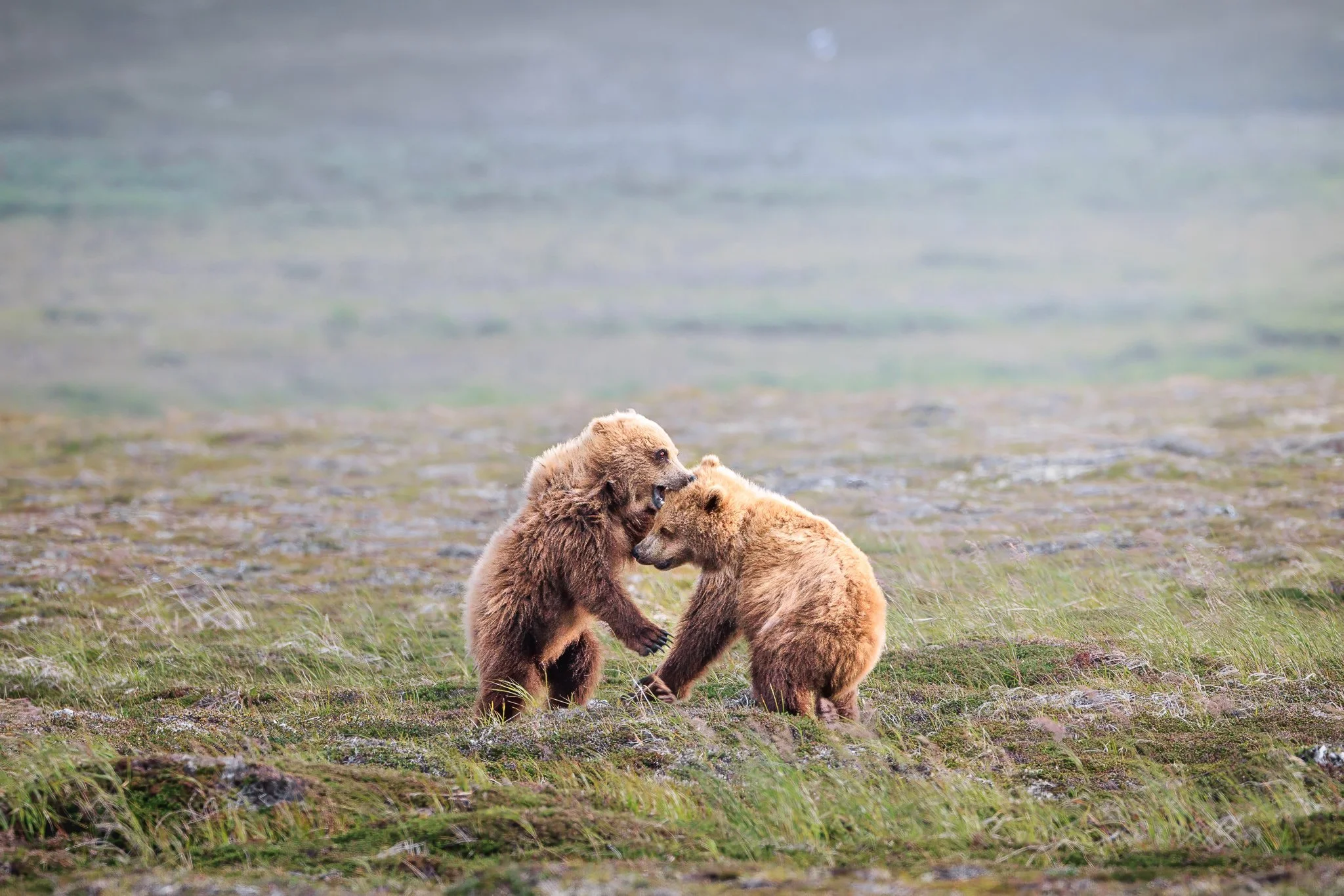 Two young brown bear cubs wrestle playfully on the tundra in the Katmai backcountry.