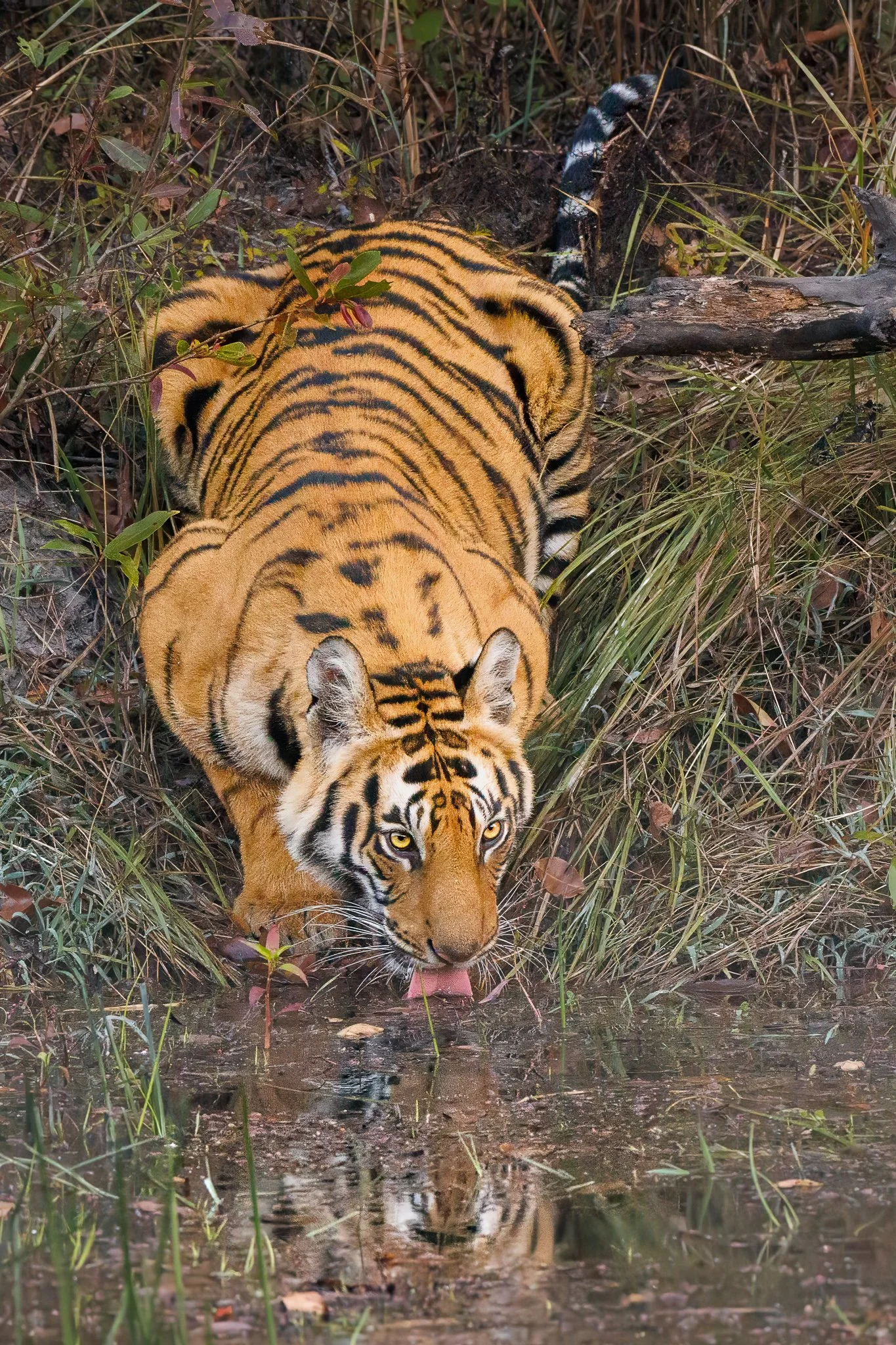 Bengal tiger drinking water at the edge of a pool in Bandhavgarh National Park, India