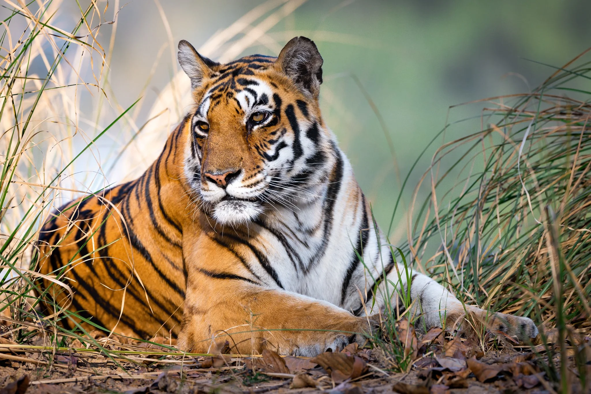Bengal tiger resting in the grasses of Kanha National Park, India.