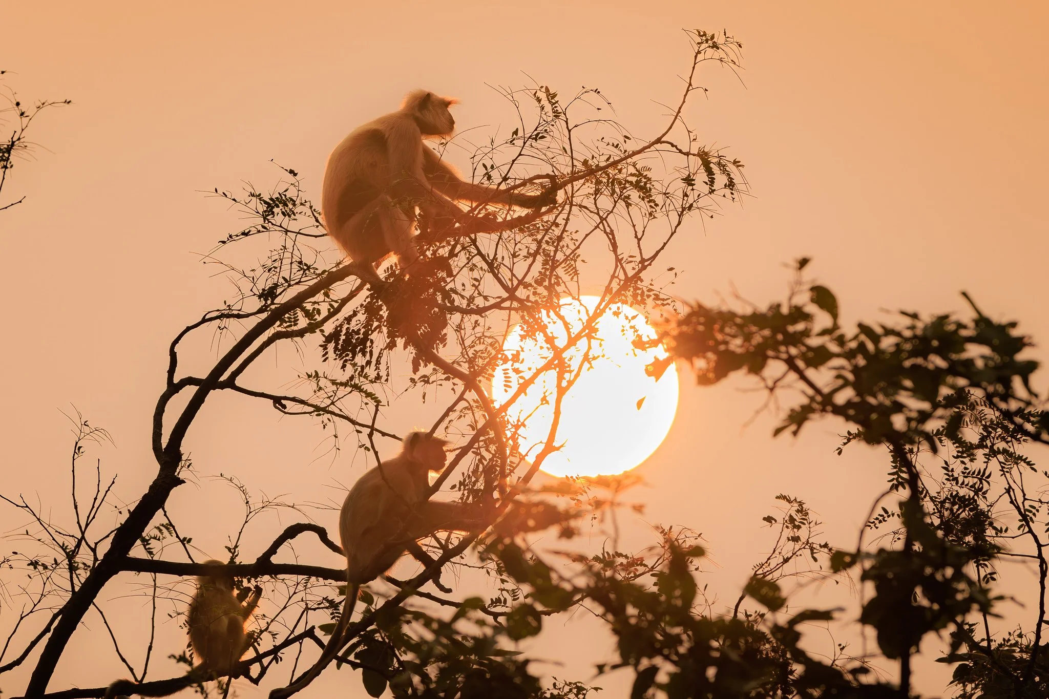 At first light in India, langurs settle into the treetops, outlined against the rising sun.