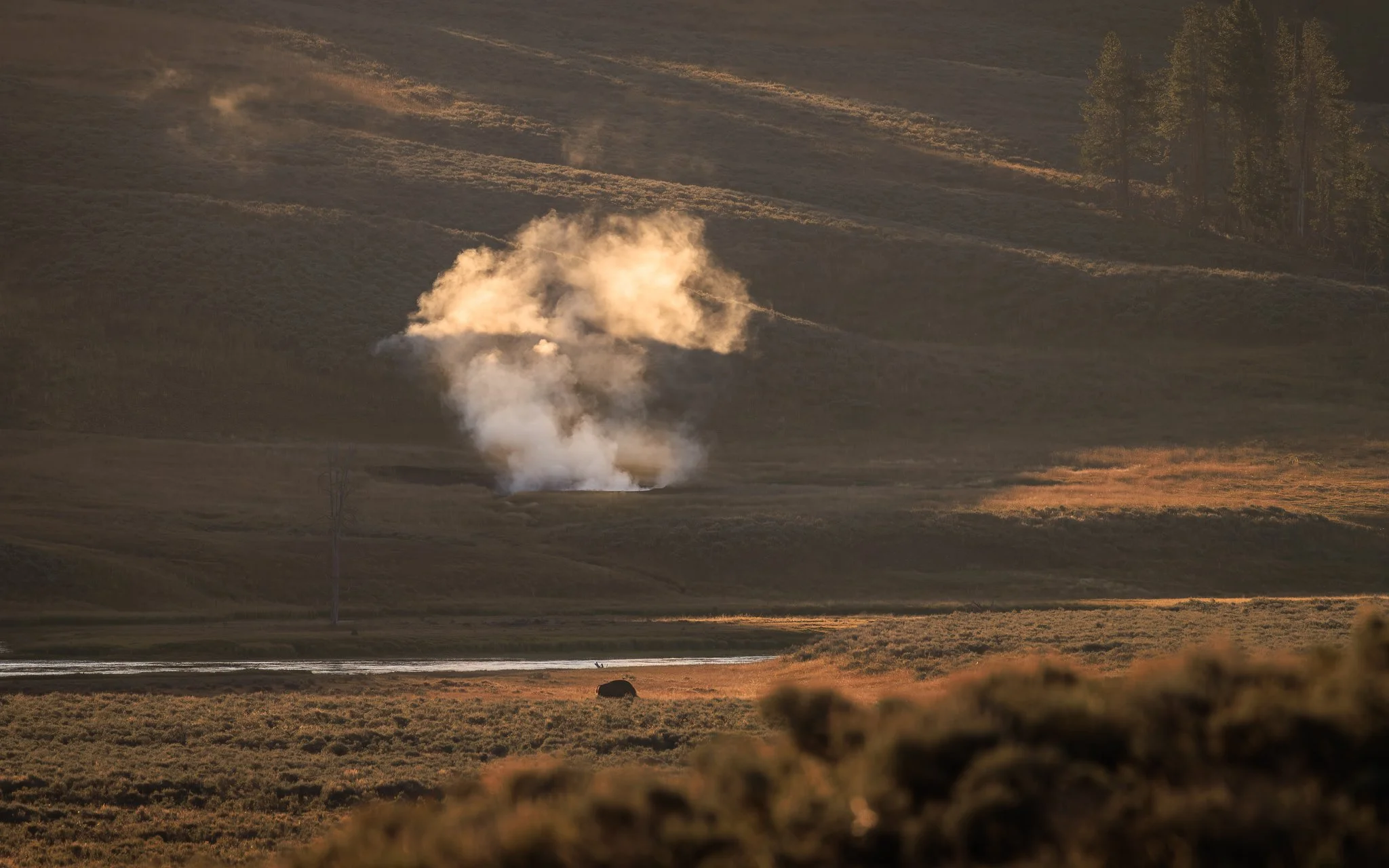 Geothermal steam glowing in the morning light above a lone bison in Hayden Valley, Yellowstone National Park.