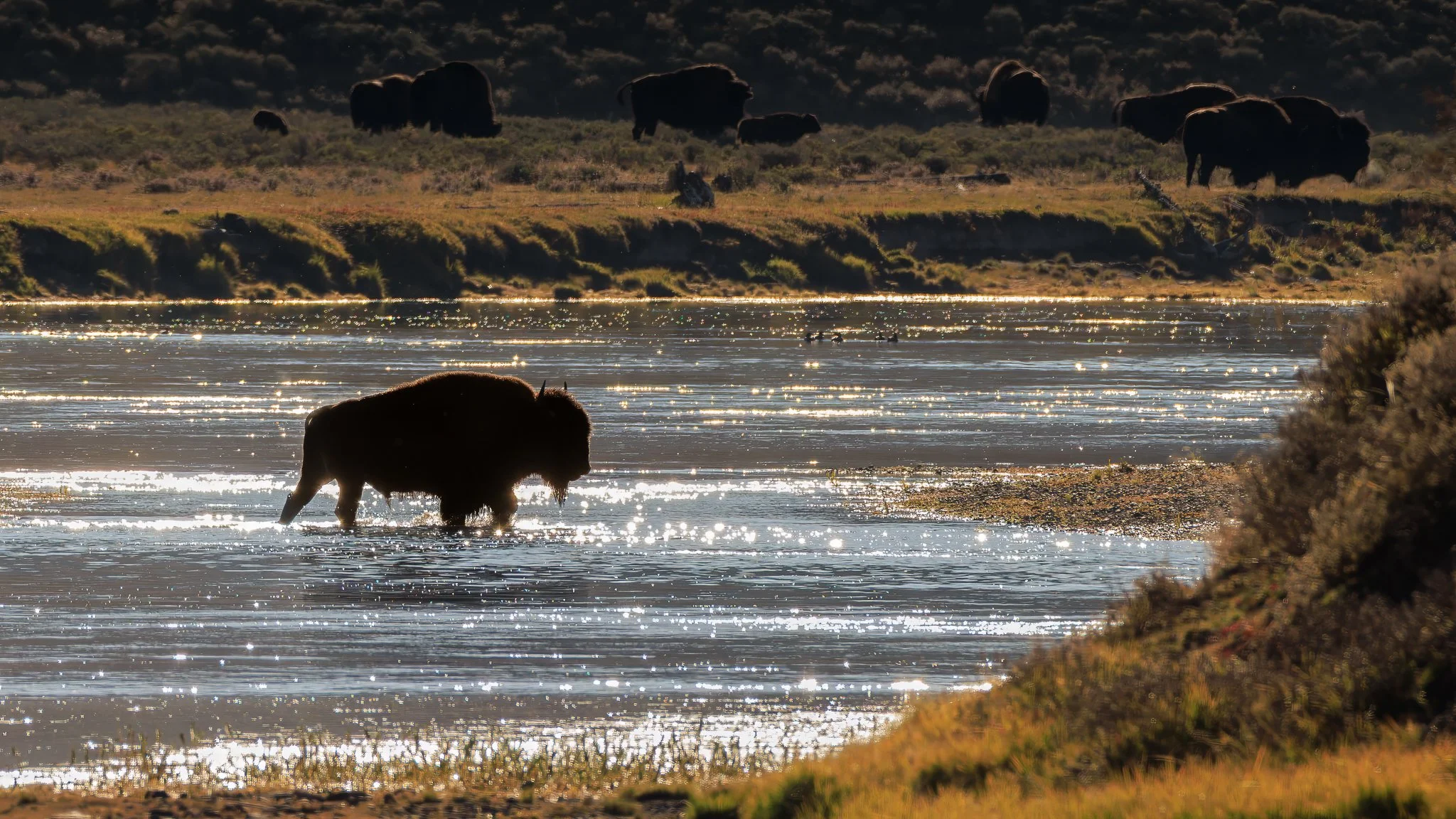 A lone bison wading across the sparkling Yellowstone River in morning light, with the herd grazing on the bank beyond, Hayden Valley.