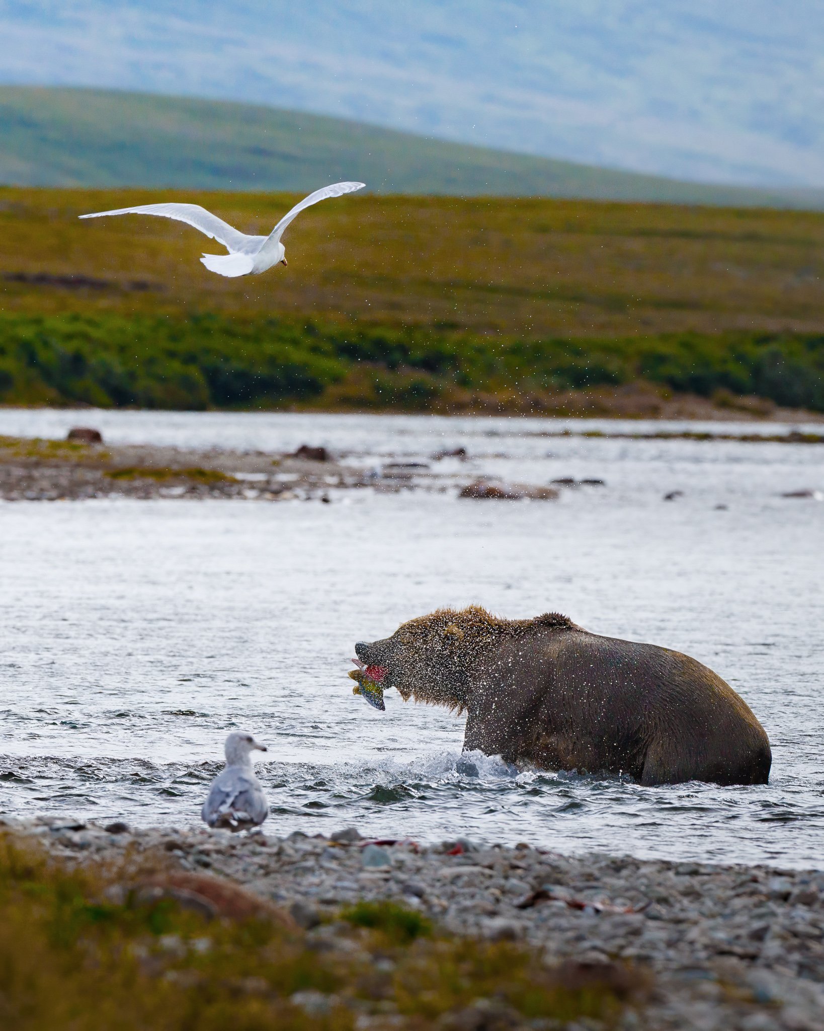 A brown bear emerges from an Alaskan river with a salmon in its jaws while a gull flies overhead in the Katmai Preserve.