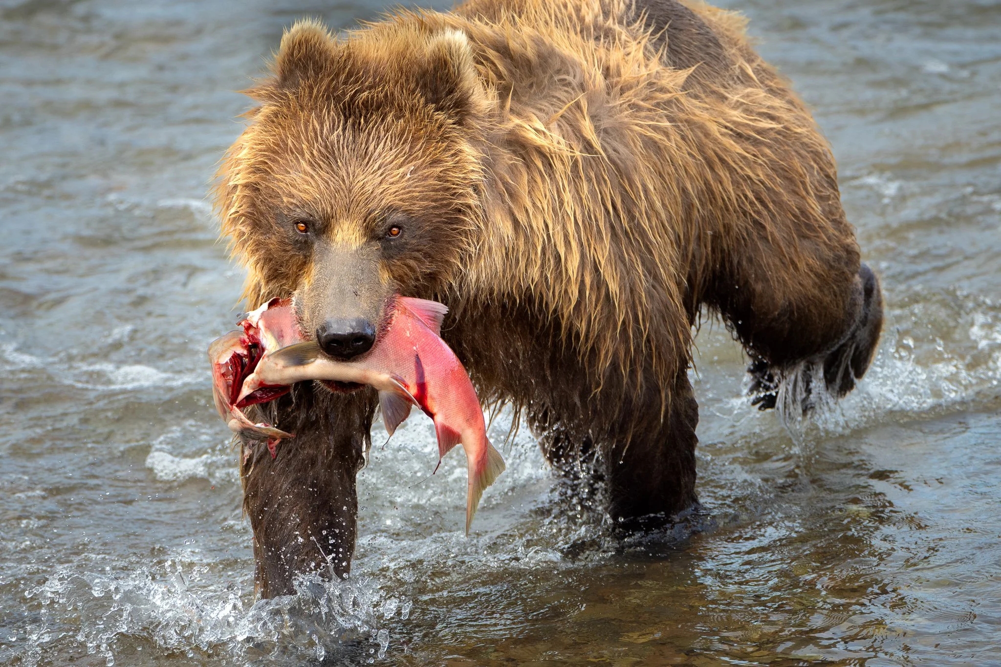 Wild Alaska: brown bear with its catch.