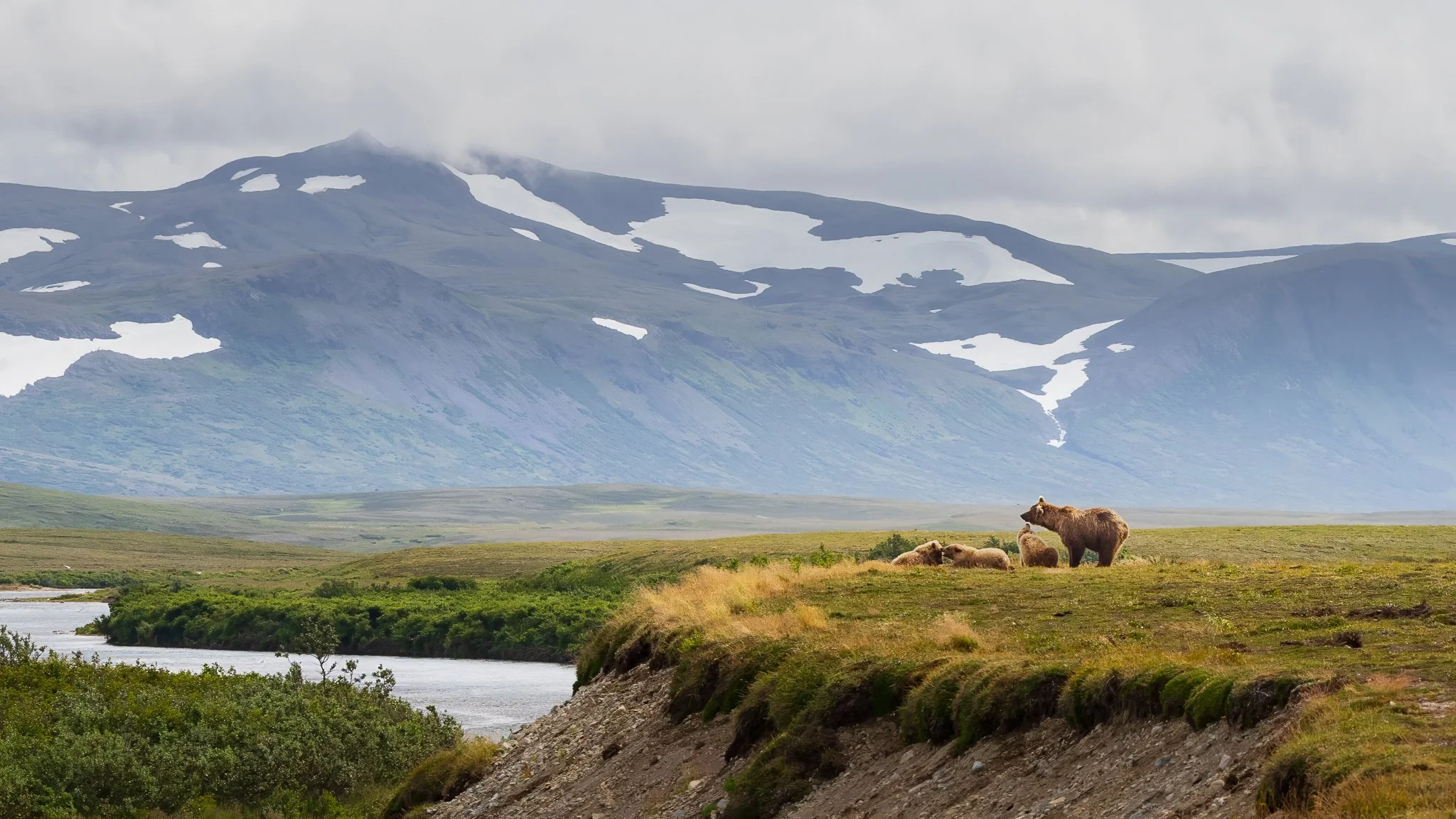 A brown bear mother with three cubs resting along a riverbank in the Katmai backcountry of Alaska with tundra and distant mountains.