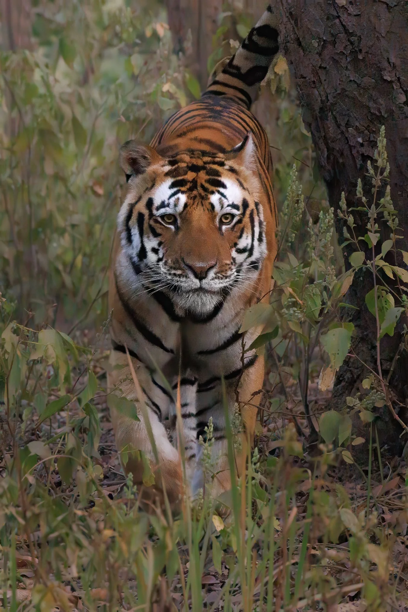 Bengal tiger walking through soft early morning light deep in the forest.