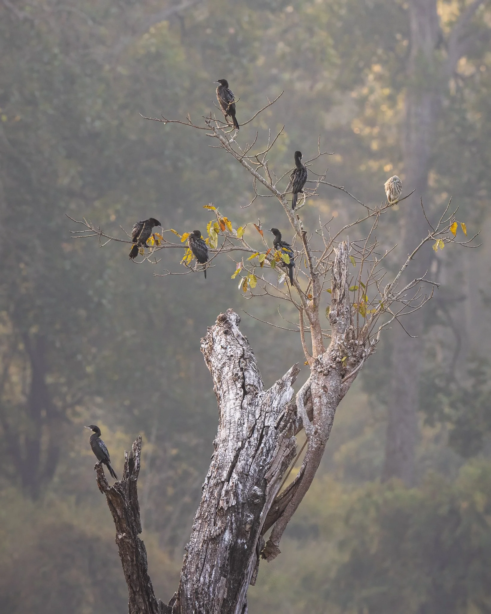 Birds roosting together on branches in soft morning light in India