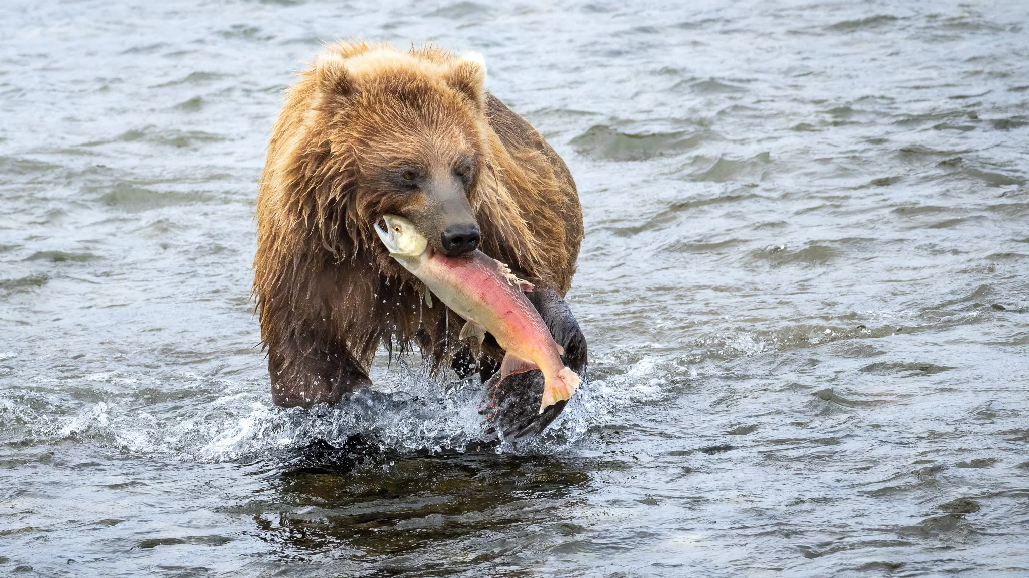 Brown bear carrying a freshly caught salmon through the river in Katmai National Park, Alaska