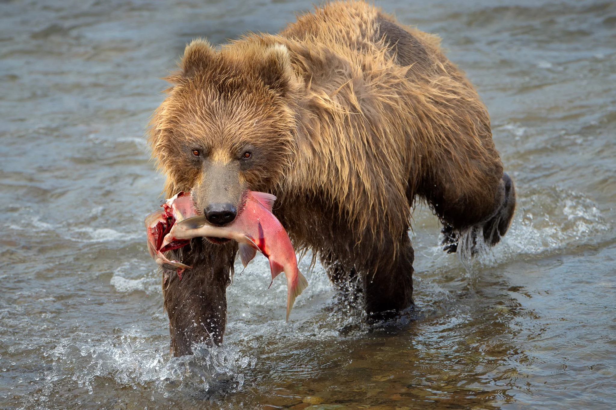 a brown bear walks out of the river with a partially eaten salmon in it's mouth.