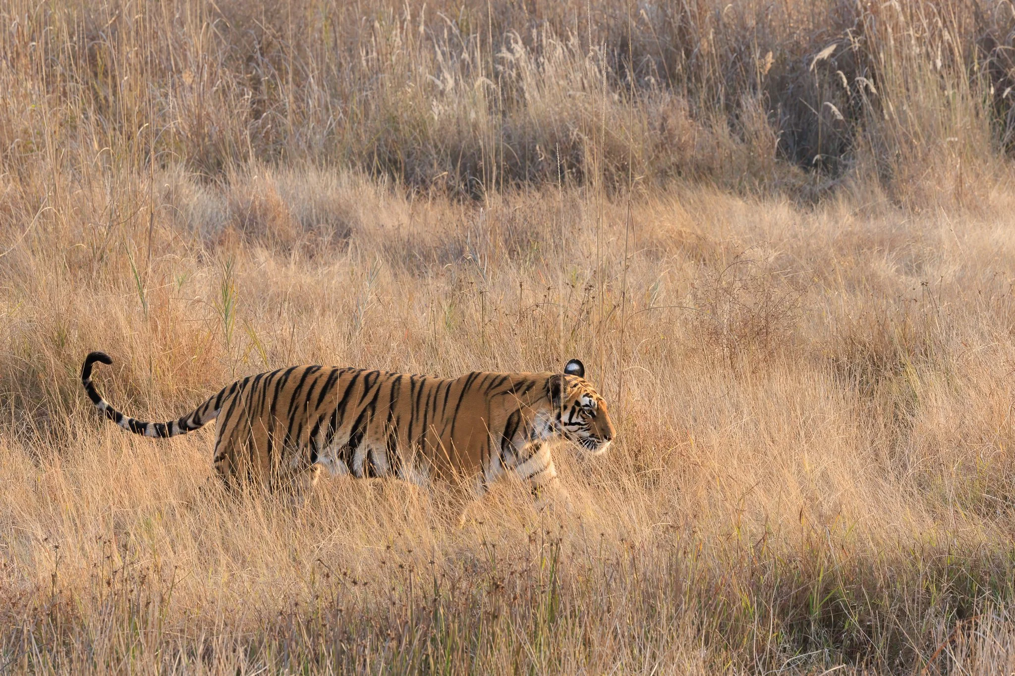 Bengal tiger walking through tall golden grass in Bandhavgarh National Park, India