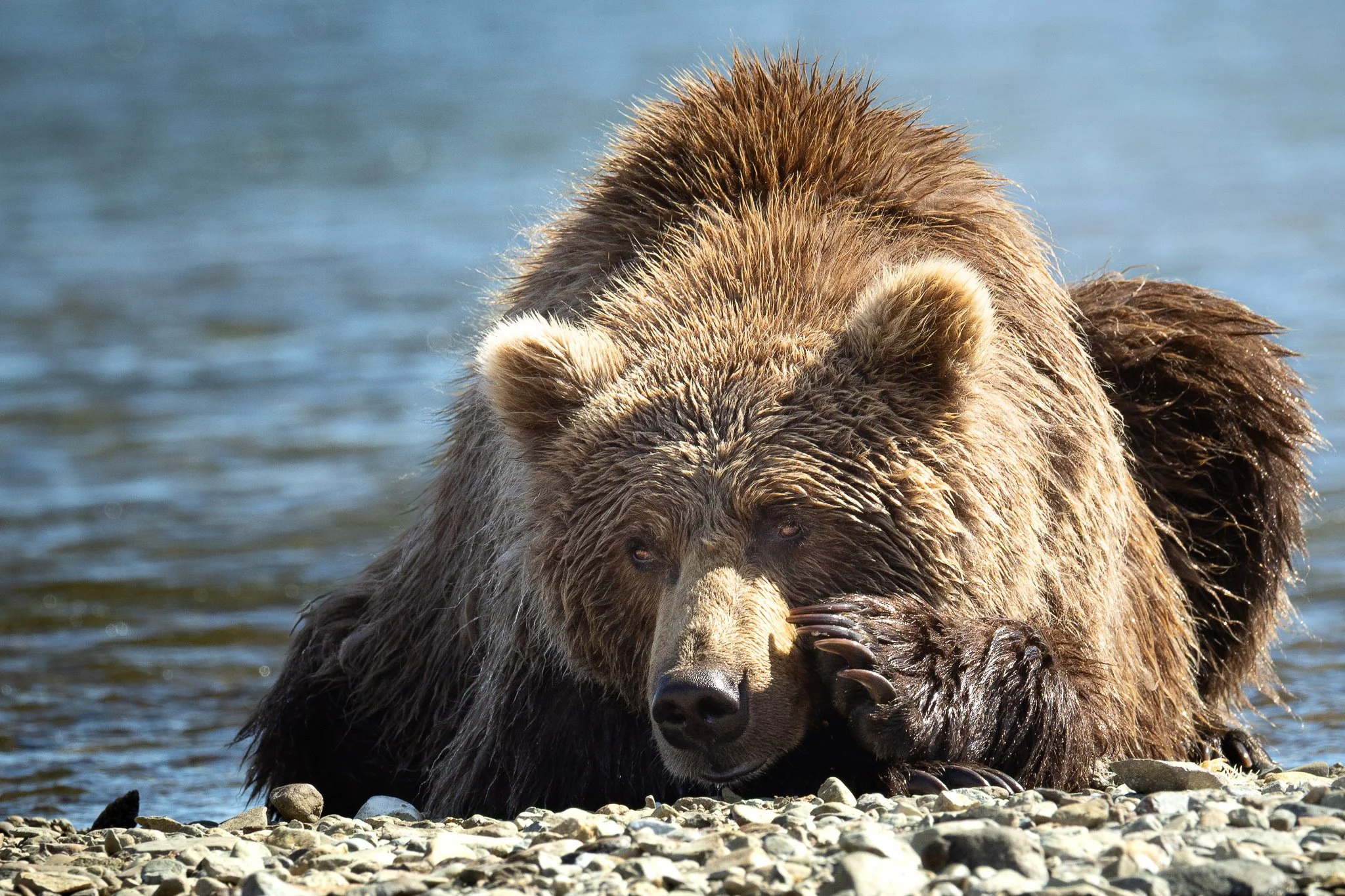 Close-up of a resting brown bear in Alaska lying near the riverbank.