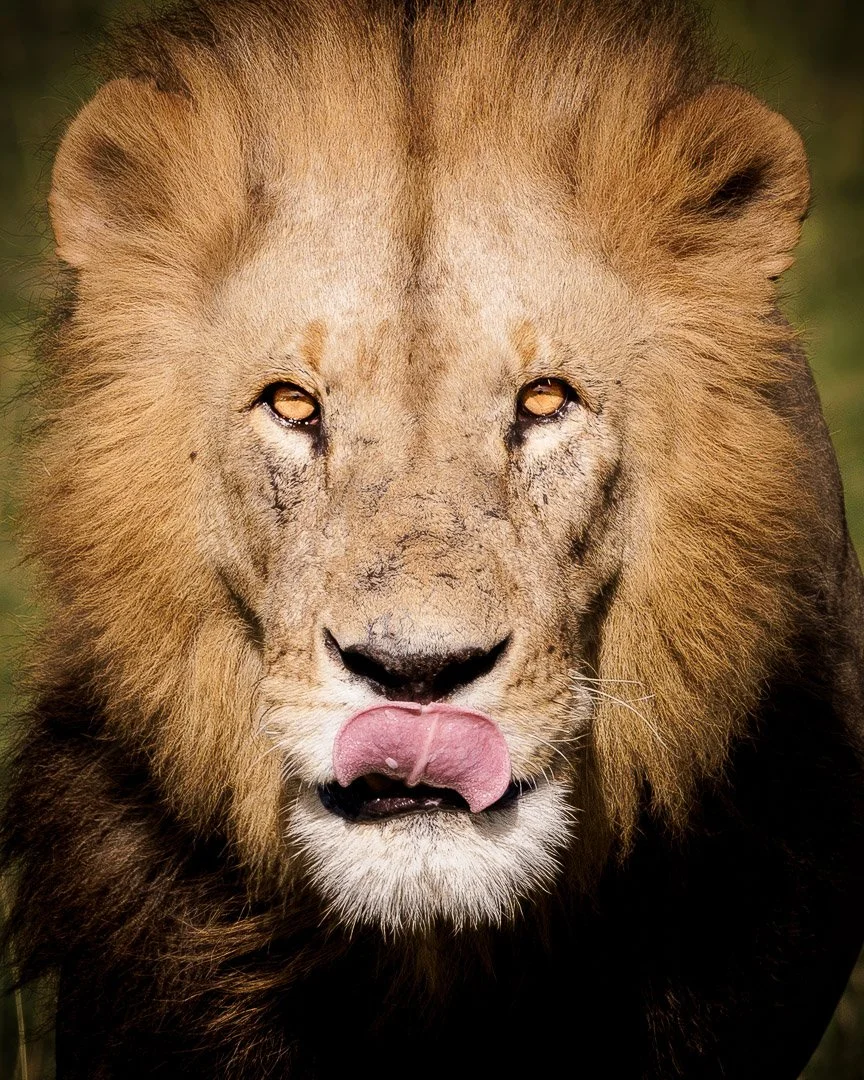 Close-up of a lion's face with a golden mane, licking its lips, and looking directly at the camera.