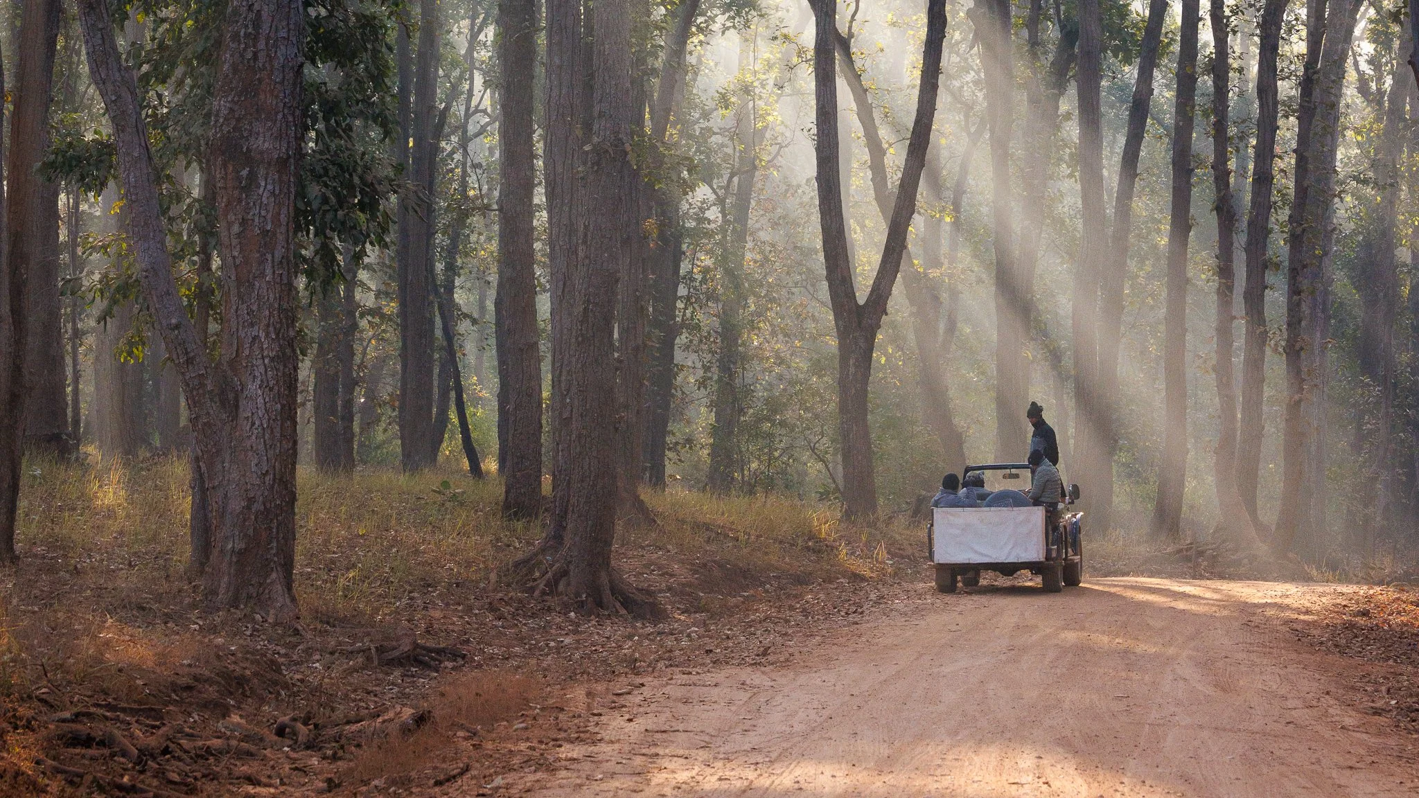 Safari jeep driving through forest in early morning light in Kanha National Park, India.