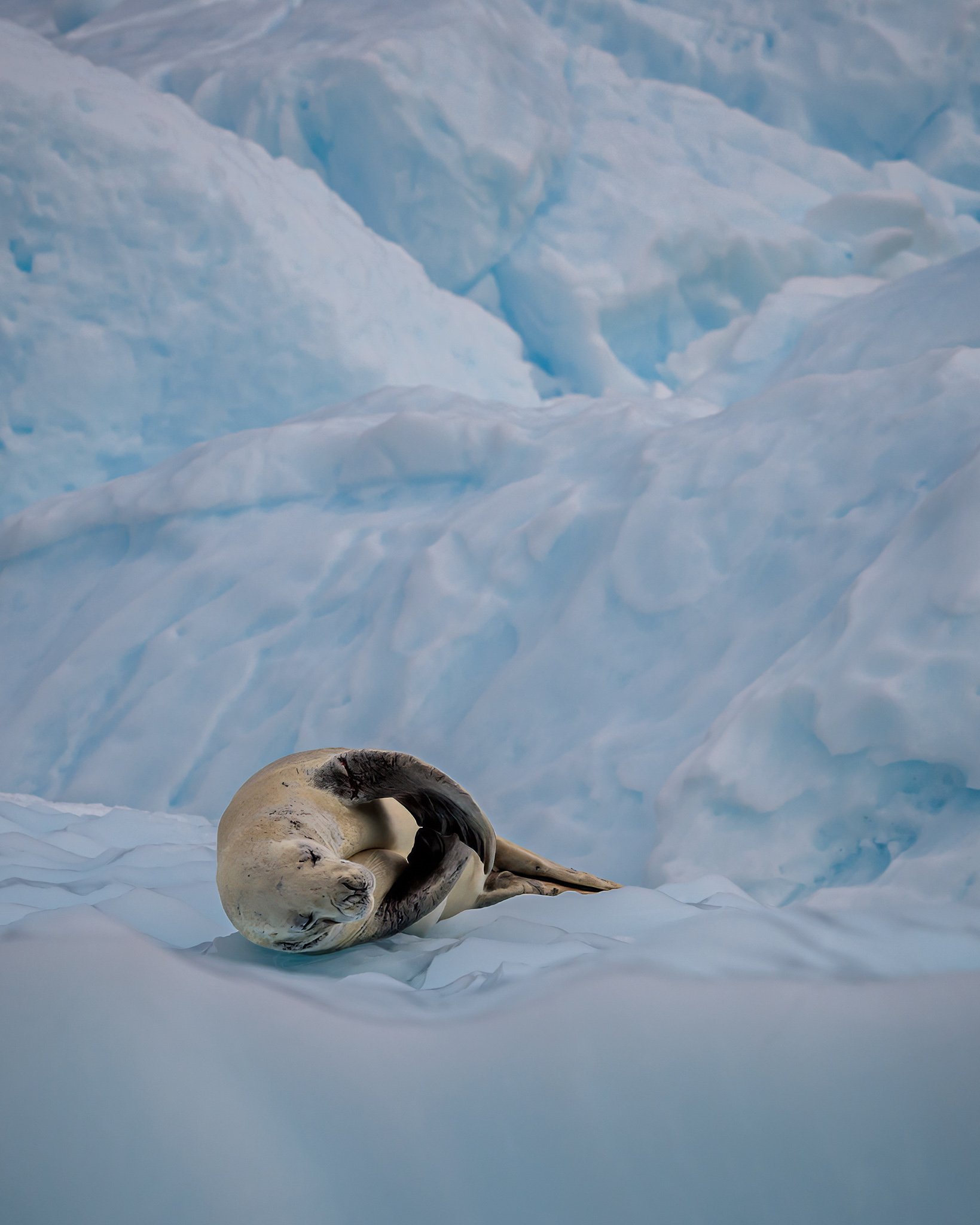 A Weddell seal resting quietly on soft blue ice beneath a glacier in Antarctica