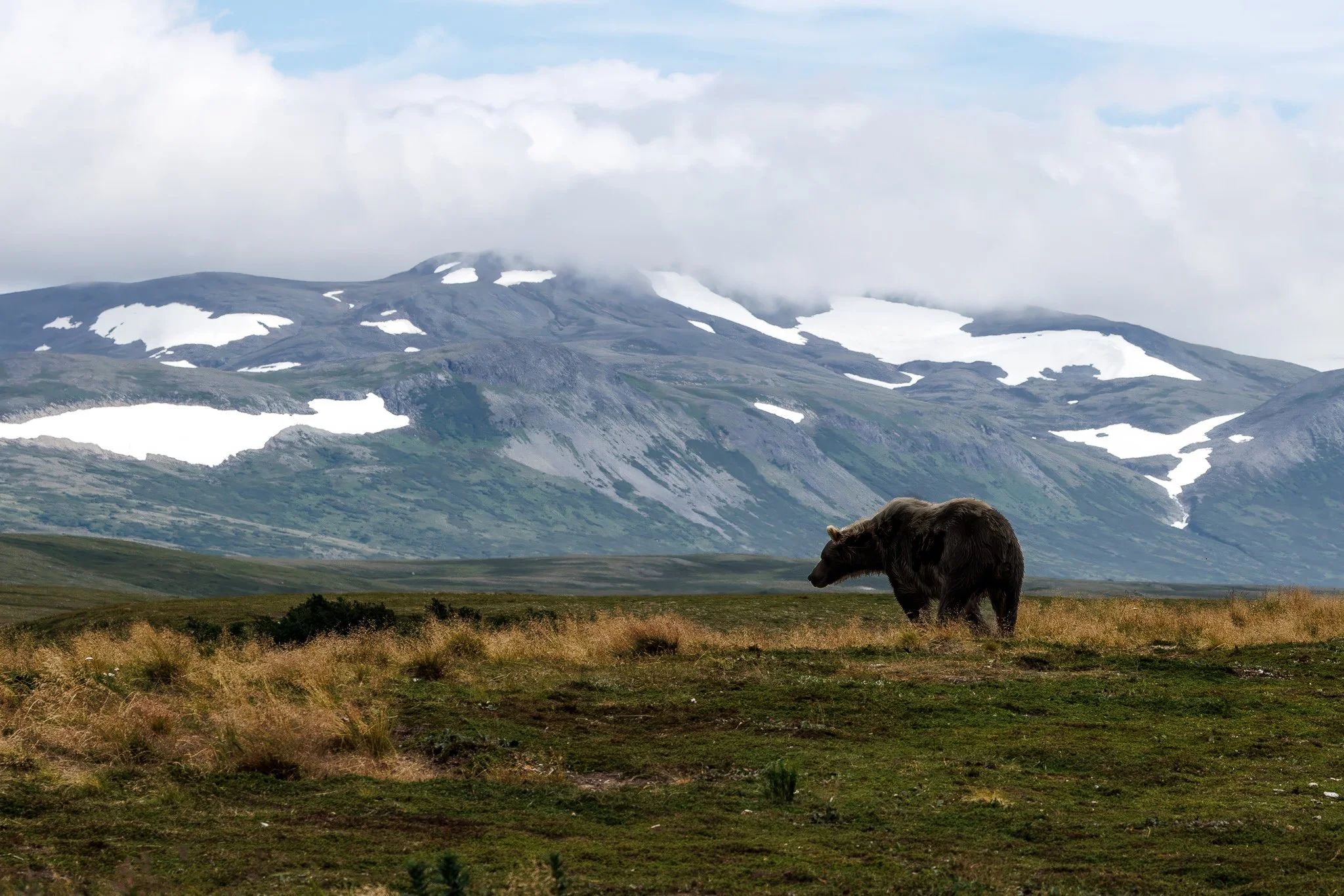 A solitary brown bear stands on open tundra in the Katmai backcountry with snow-covered mountains rising behind it.