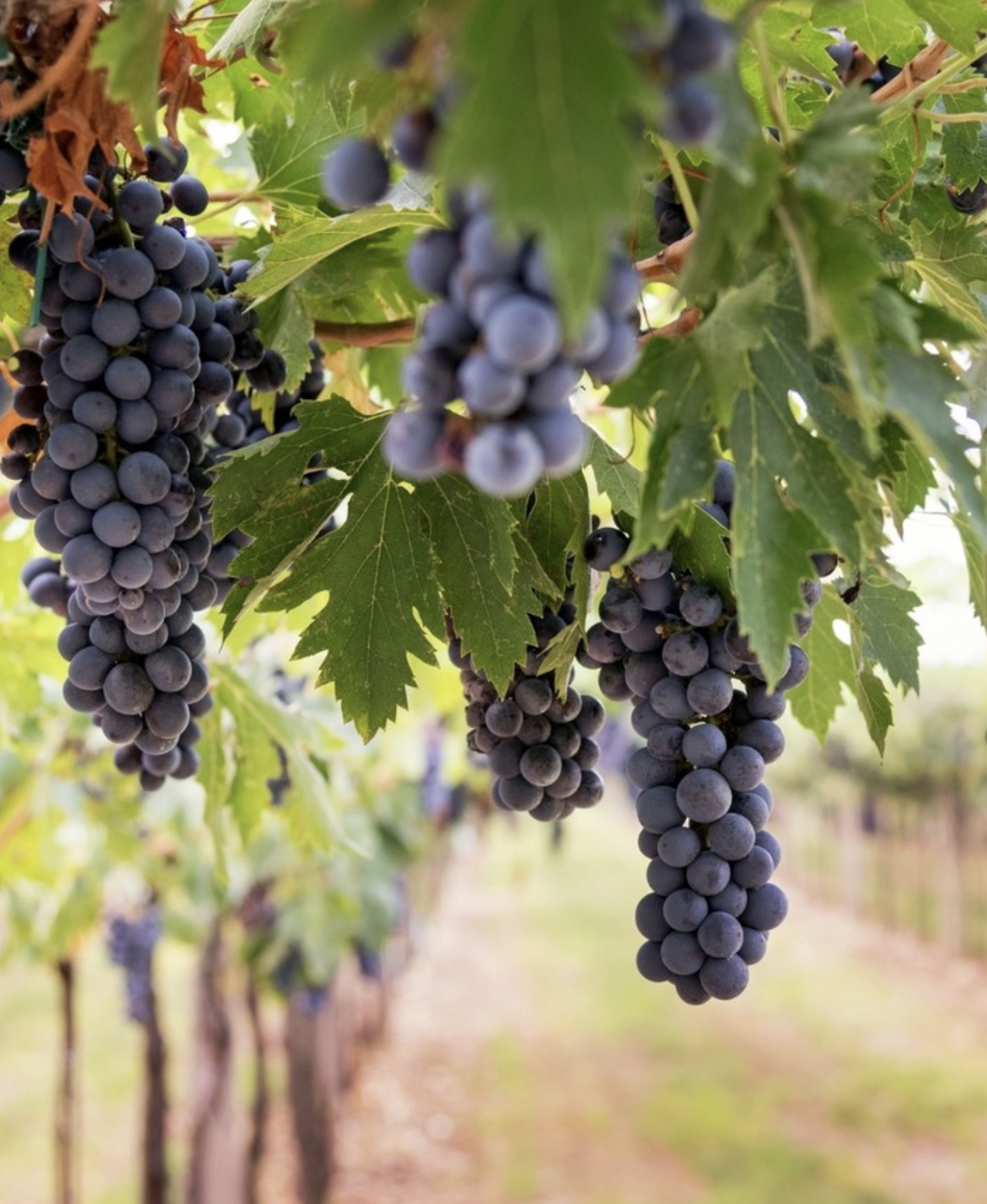 Screenshot 2026-02-28 at 8.52.53 PM.png