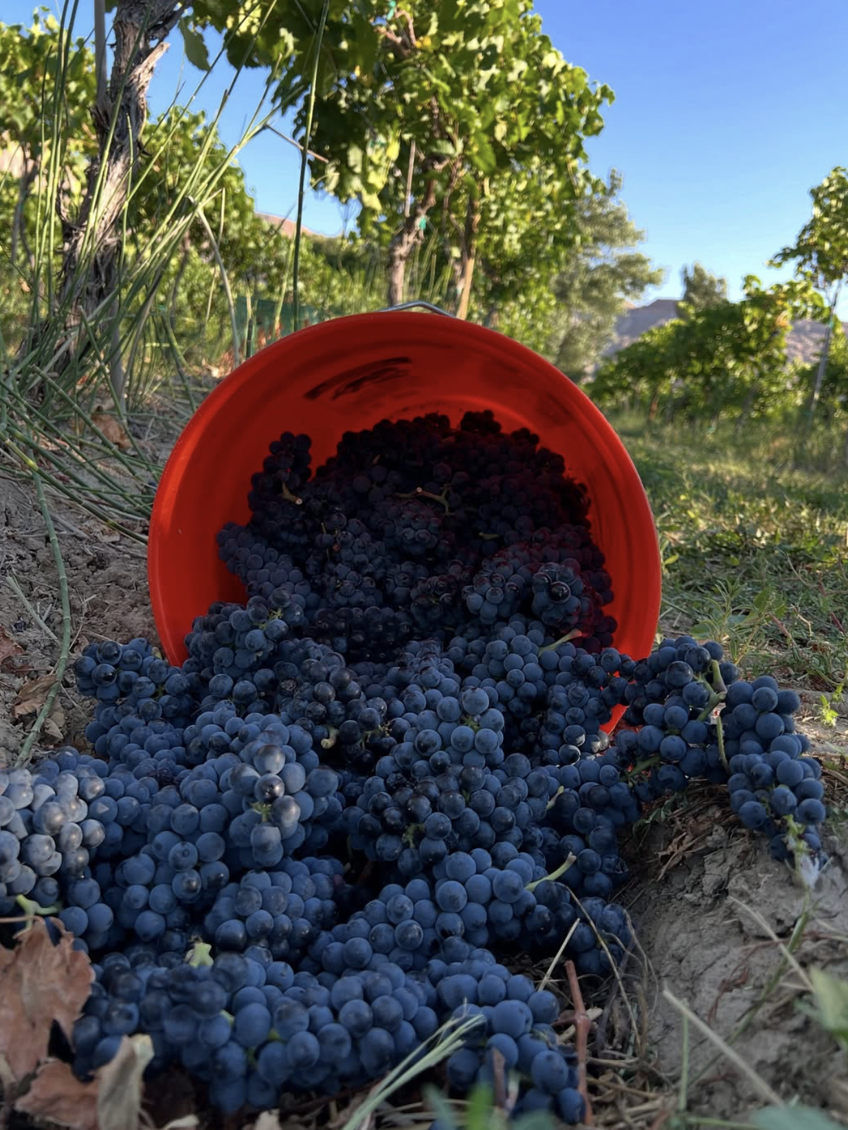 Screenshot 2026-02-28 at 8.02.30 PM.png