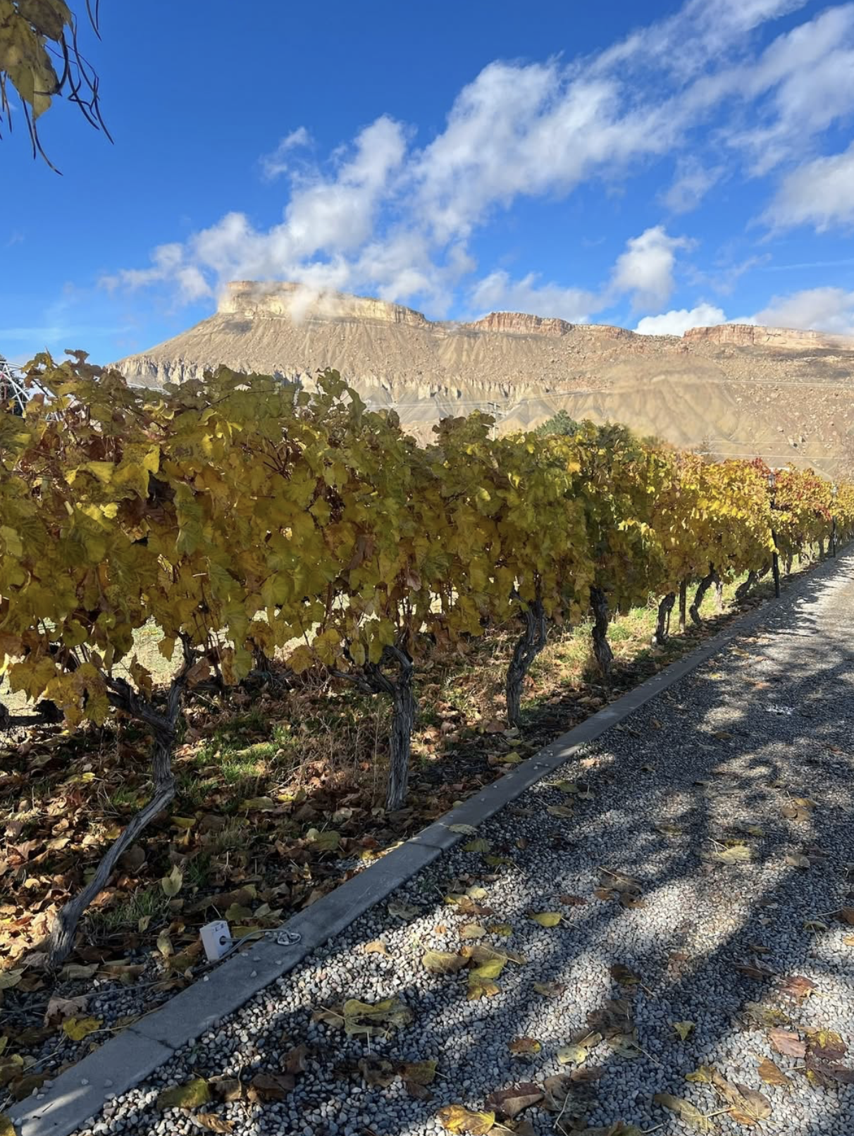 Screenshot 2026-02-28 at 8.01.58 PM.png