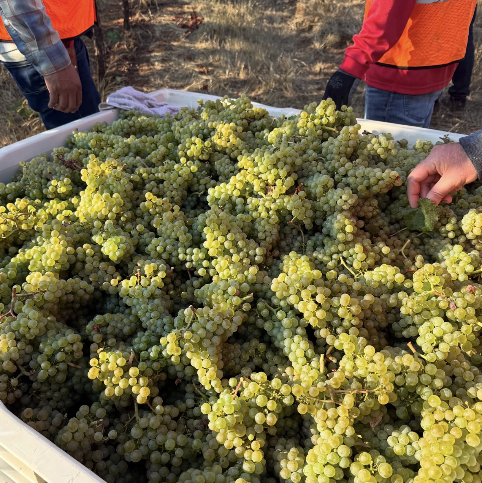 Screenshot 2026-02-28 at 10.03.32 PM.png