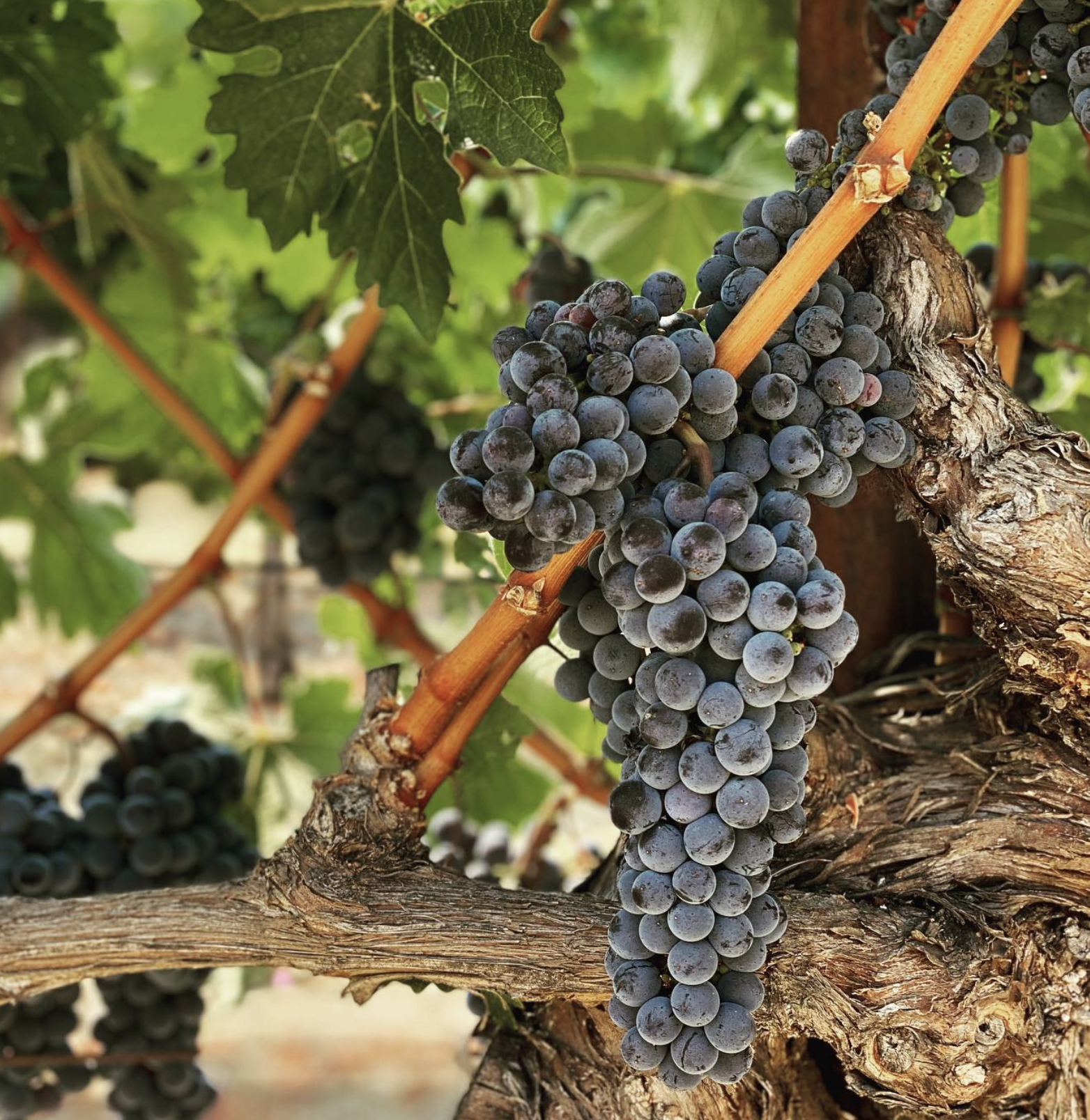 Screenshot 2026-02-28 at 10.26.42 PM.png