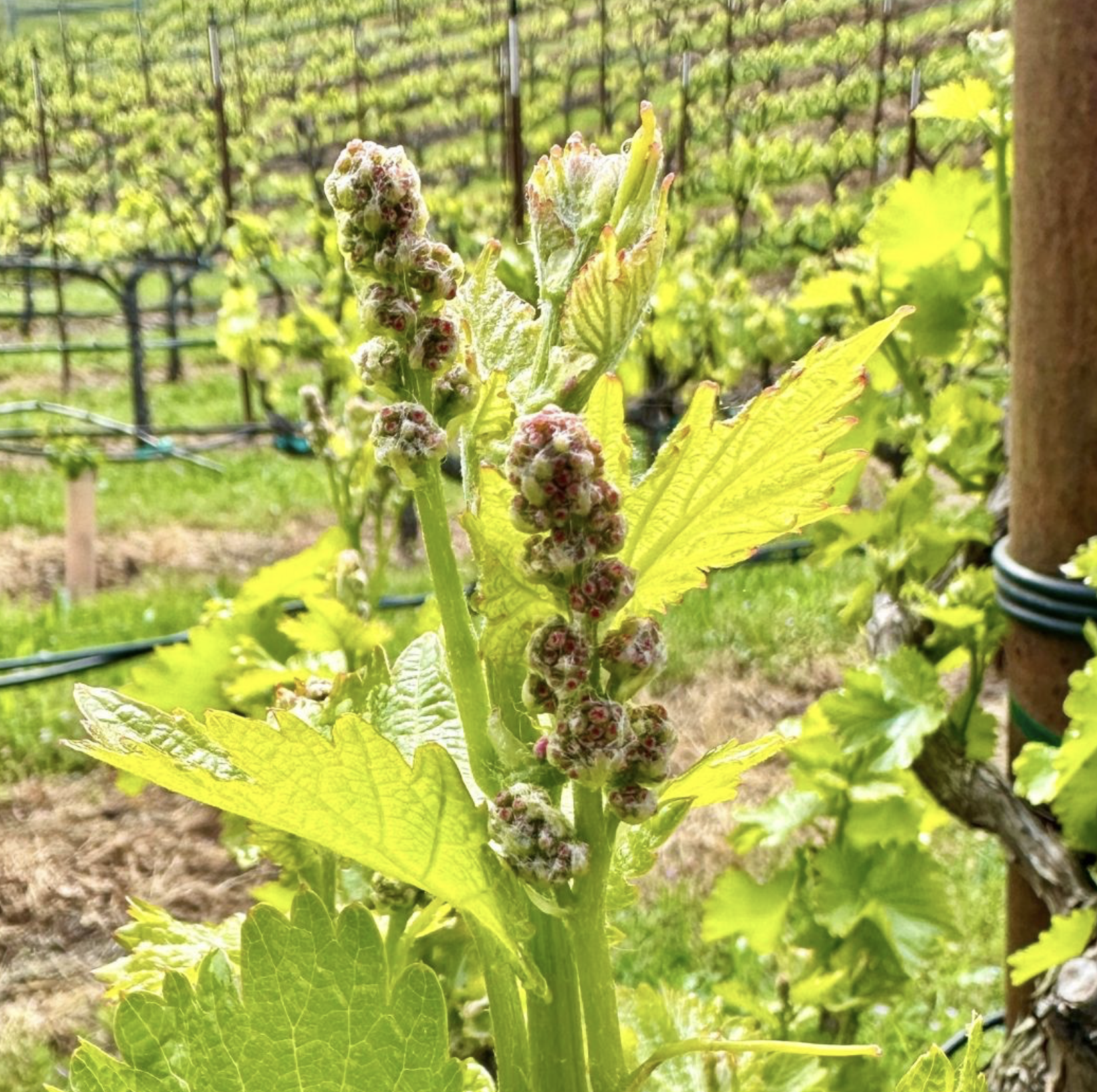 Screenshot 2026-02-28 at 9.25.42 PM.png