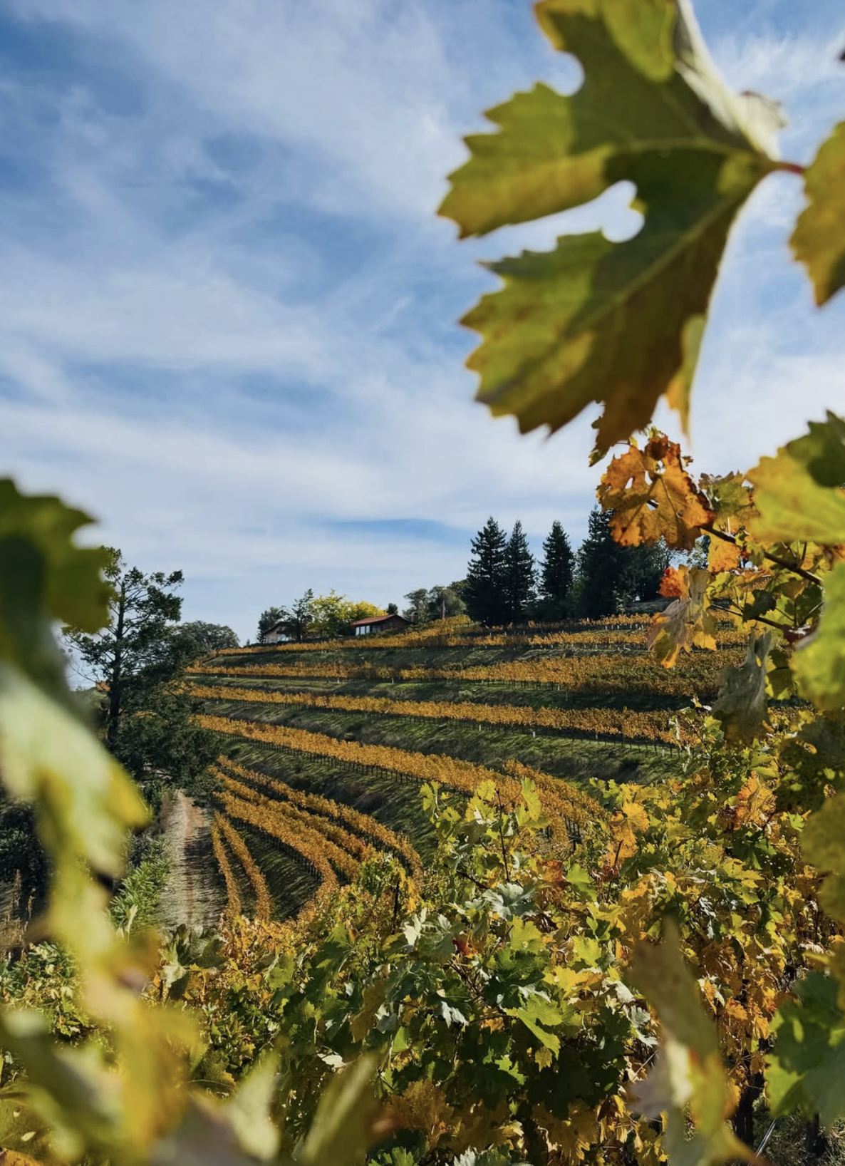 Screenshot 2026-02-28 at 9.17.12 PM.png