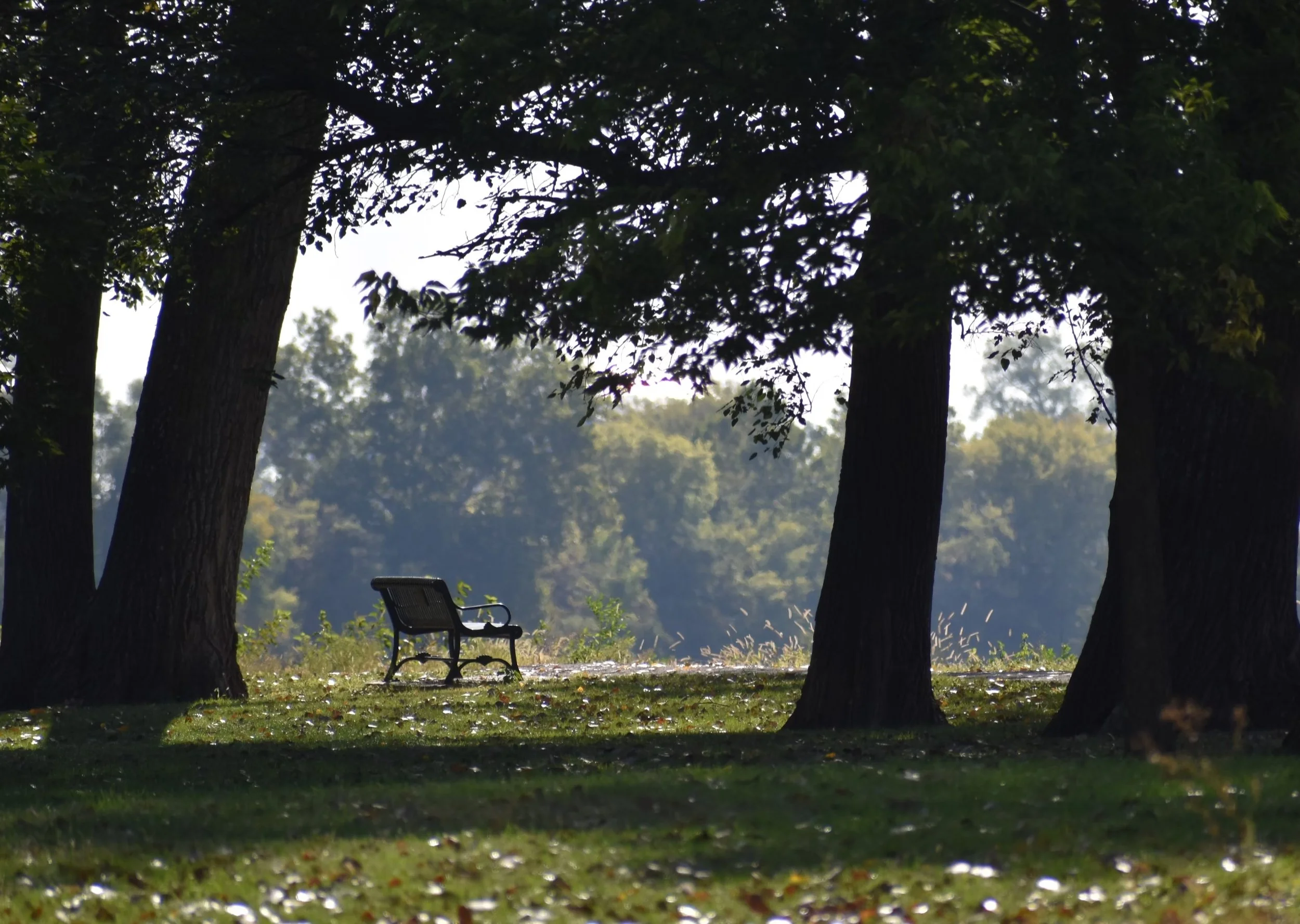 bench in a park