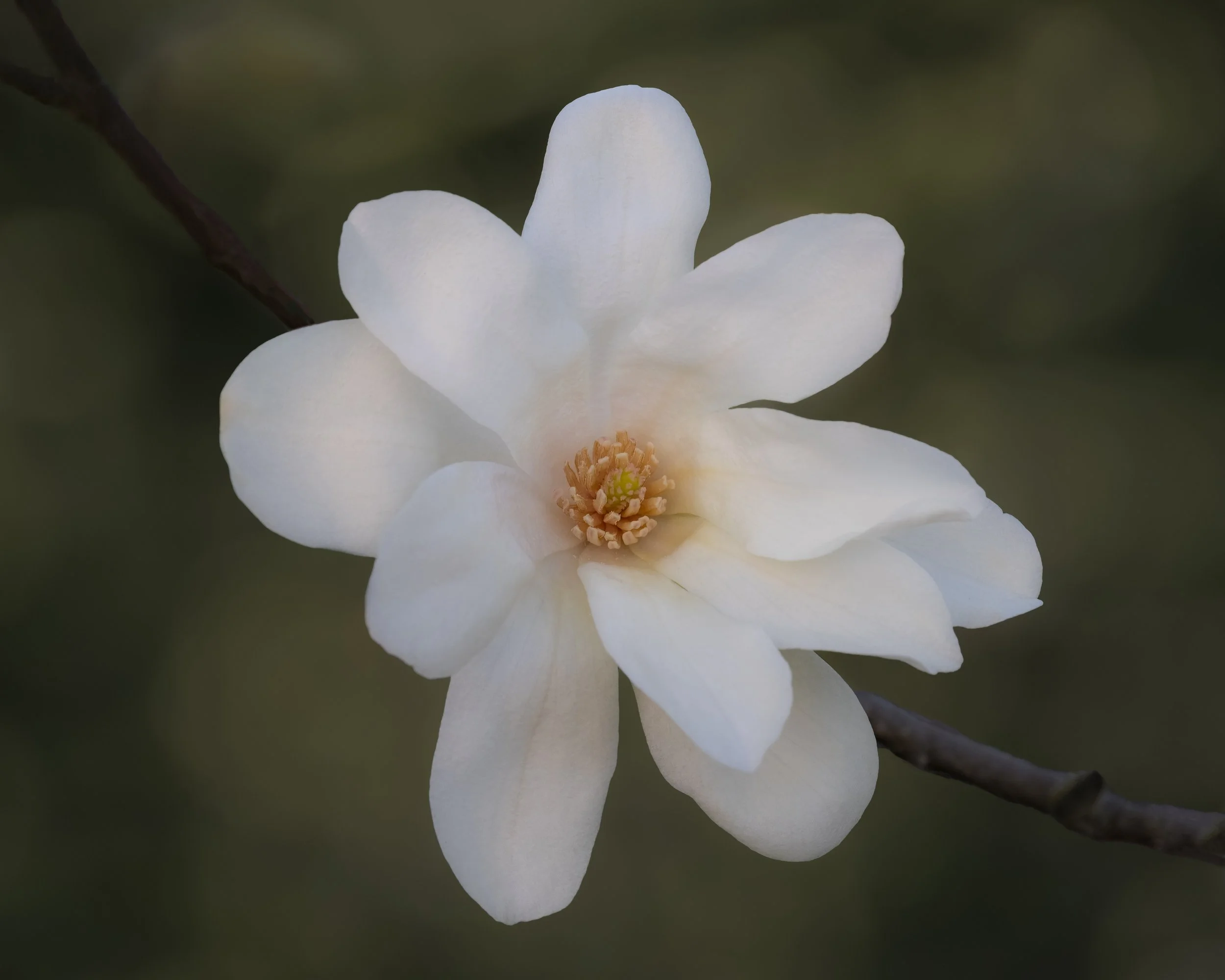 MagnoliaZ-6248.jpg